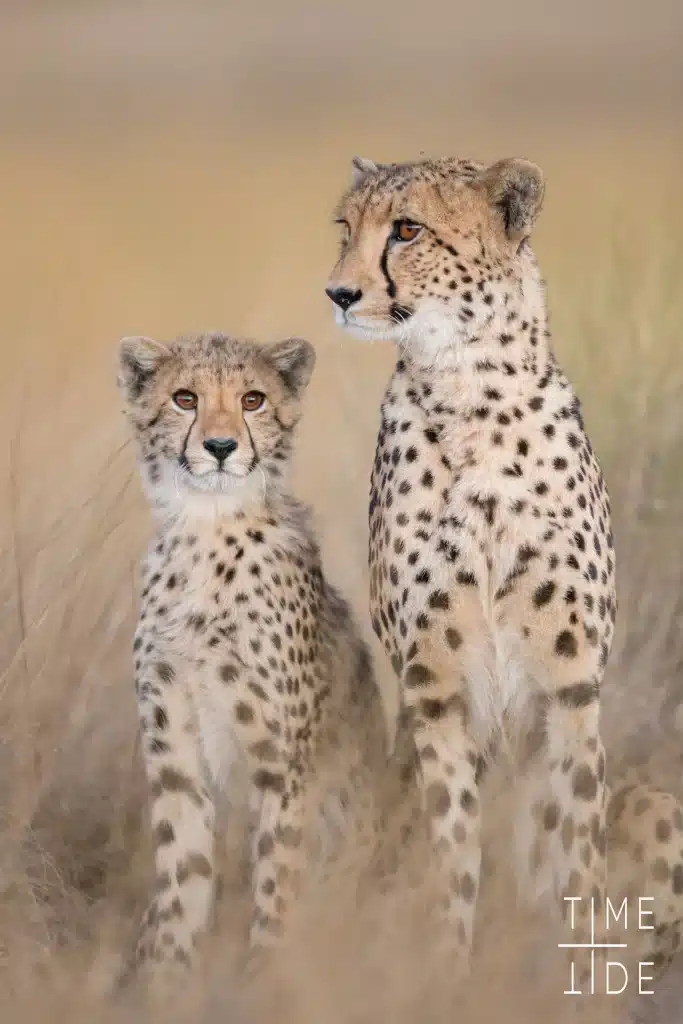 Zambia - Liuwa Plains - safari - guepards close up