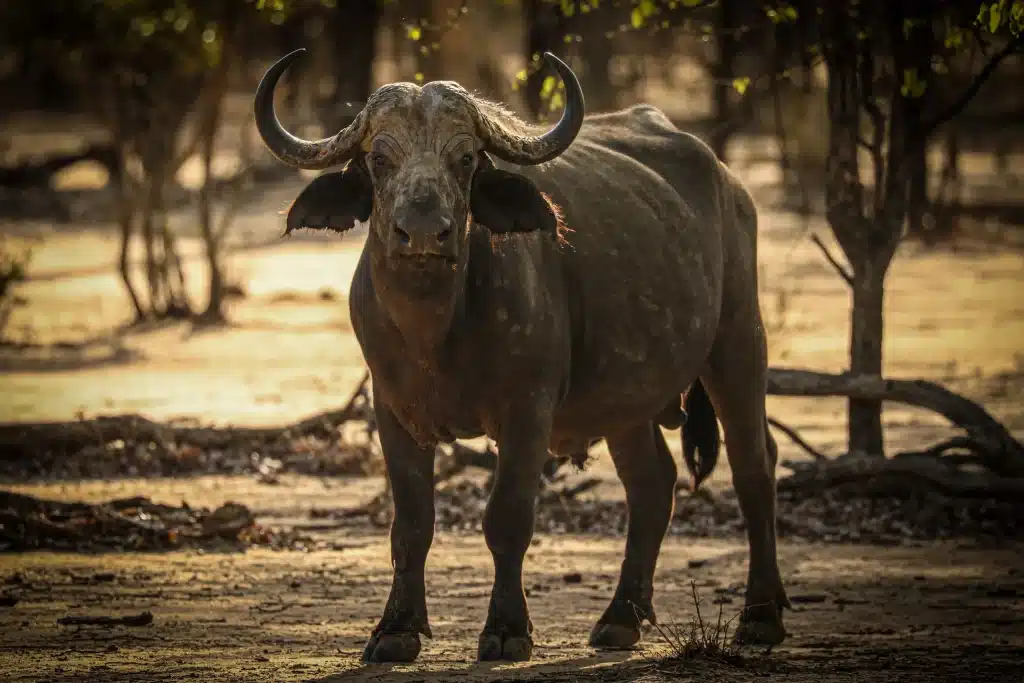 Zambia - Lower Zambezi National Park - buffalo
