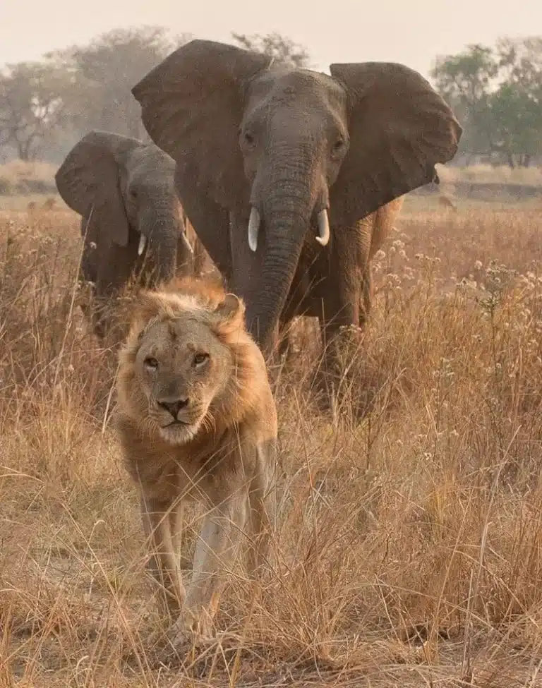 Zambia - South Luangwa National Park - safari - elephant and lion
