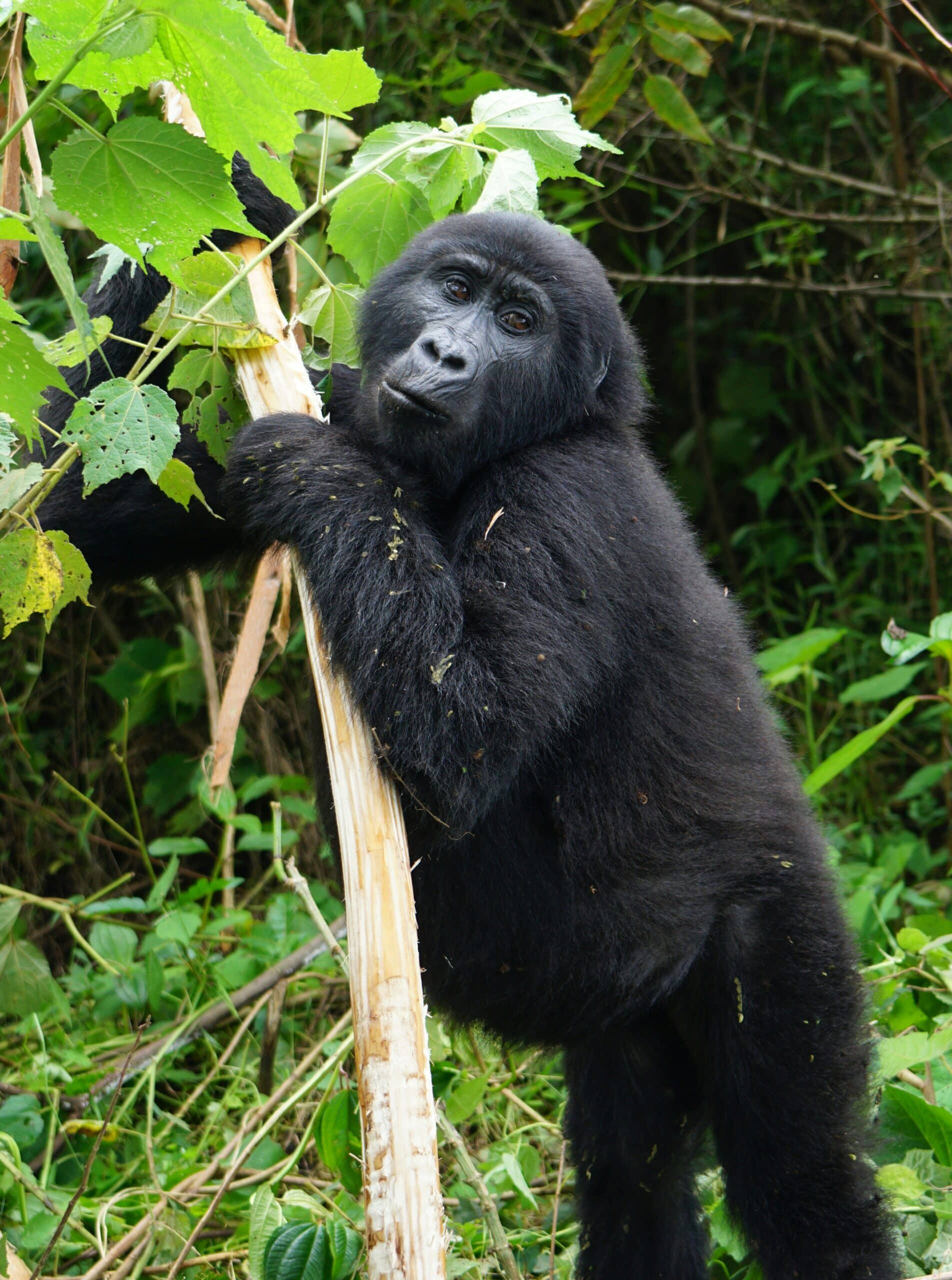 gurth-bramall-IKXgll88p-c-unsplash