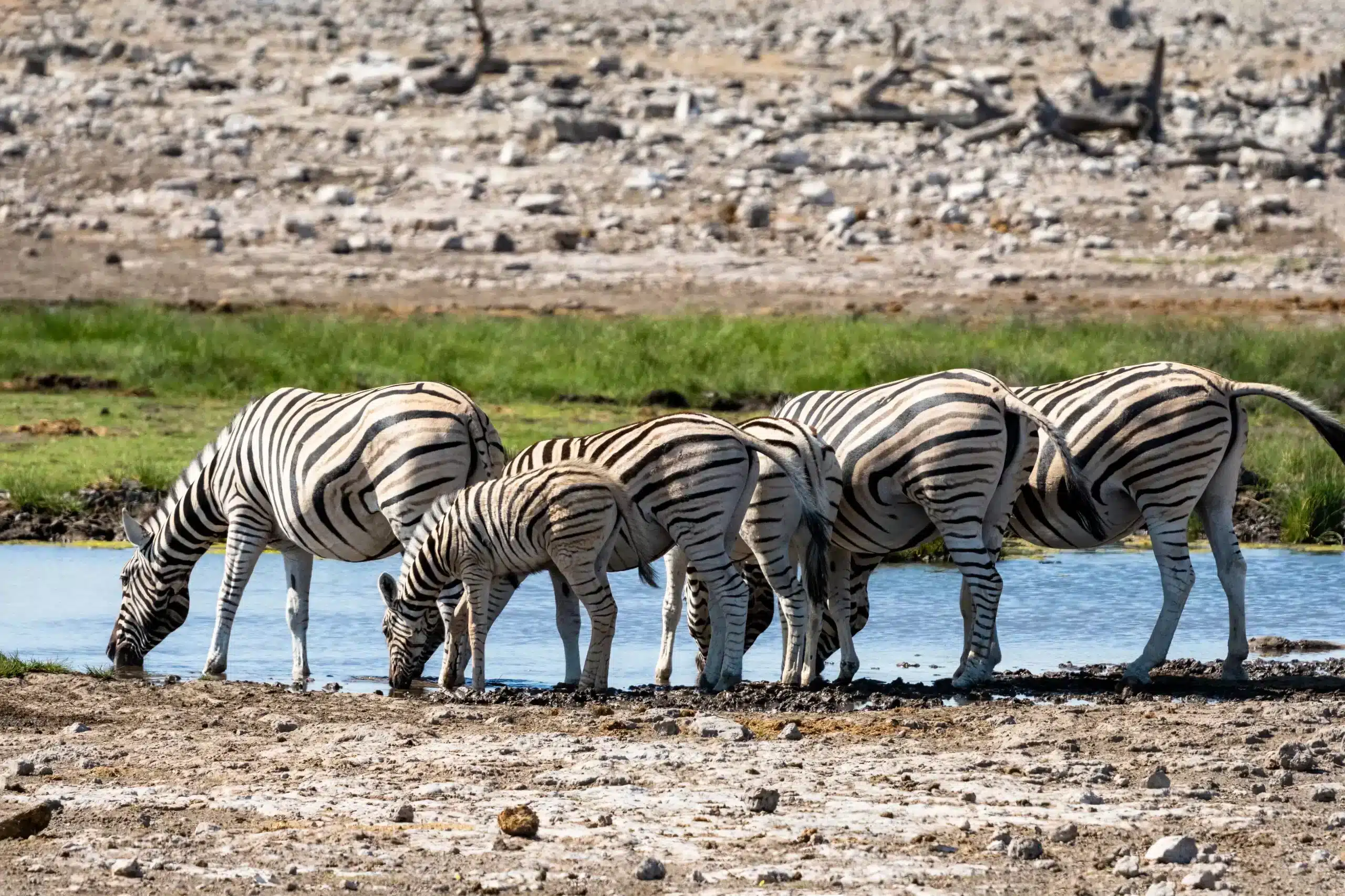Namibia - Etosha national park - zebra
