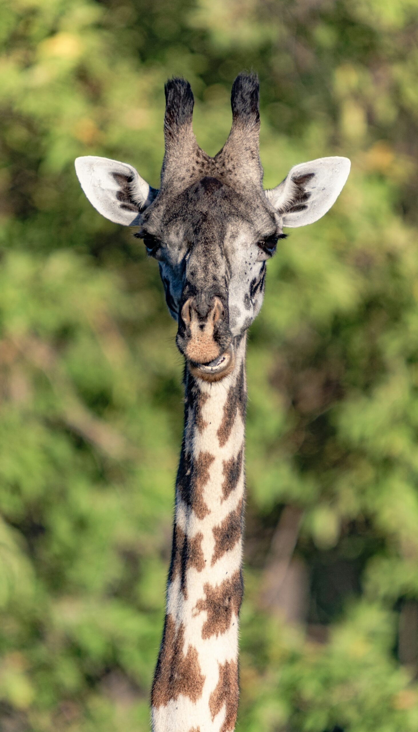 michael-starkie-1P5A1YdwuA0-unsplash