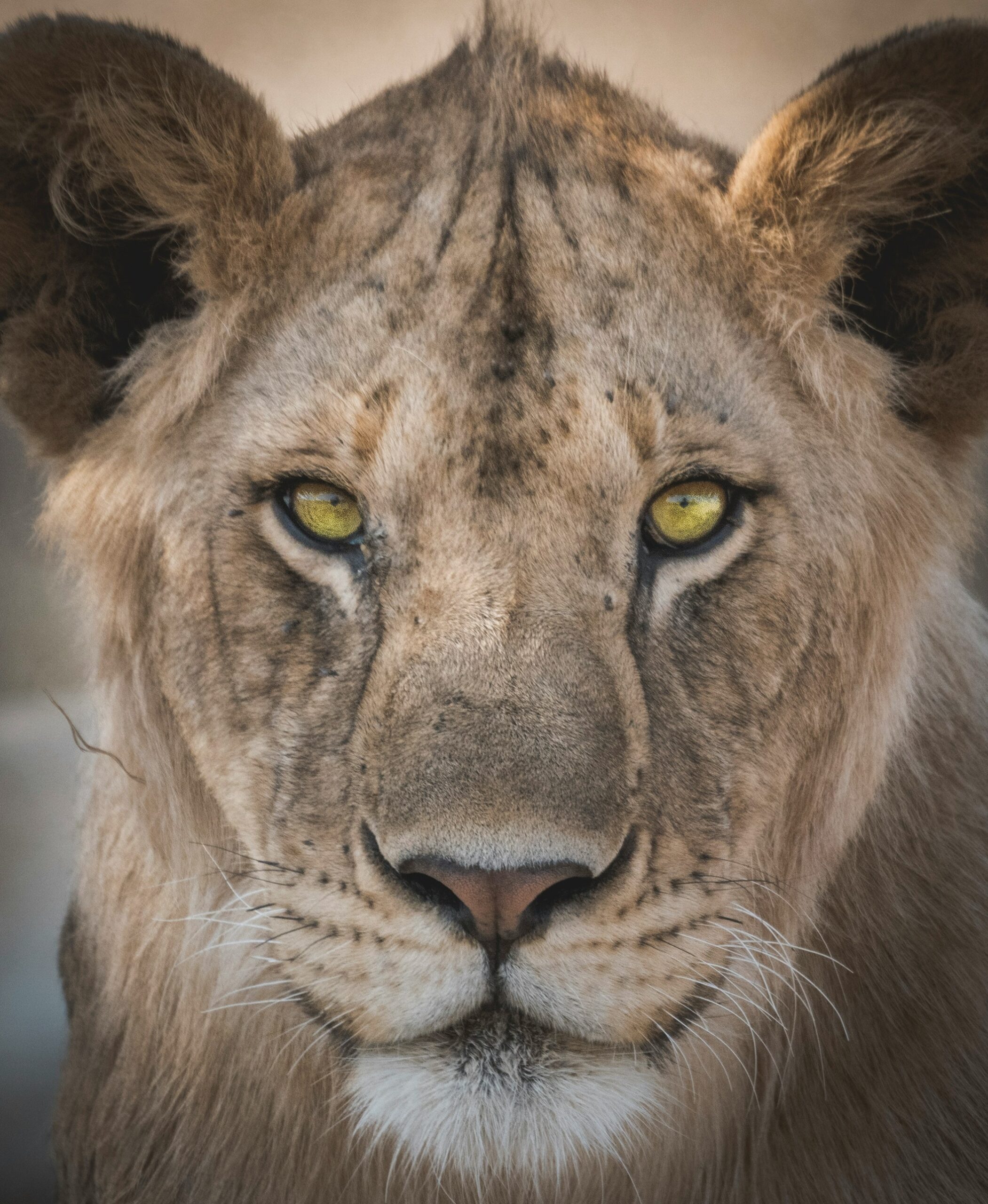 omer-salom-gi6T2ktnpnE-unsplash