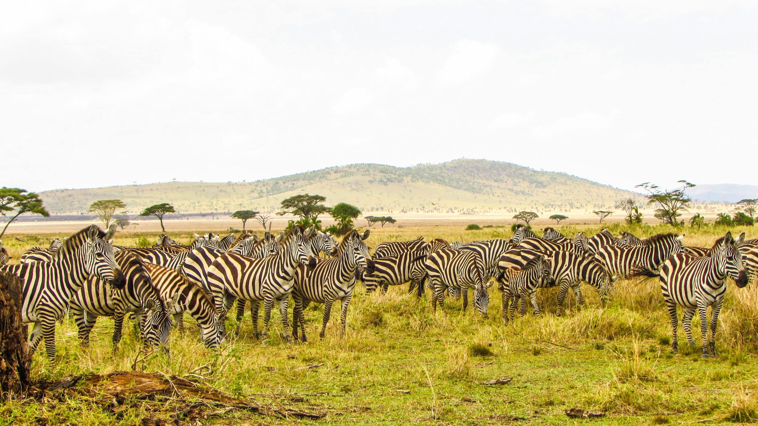 regal-african-safaris-gwZAmtRwxBI-unsplash