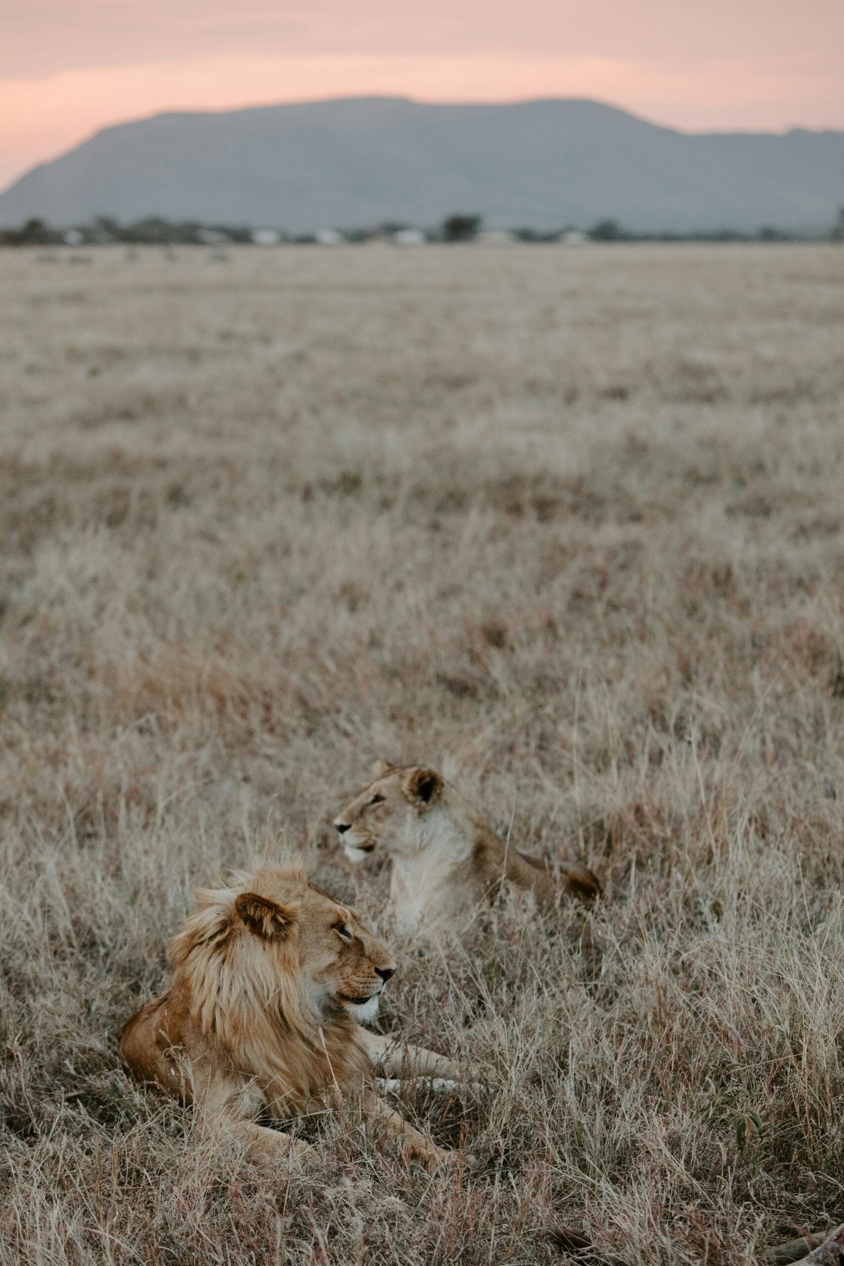 roya-ann-miller-JVn25VdB-qo-unsplash