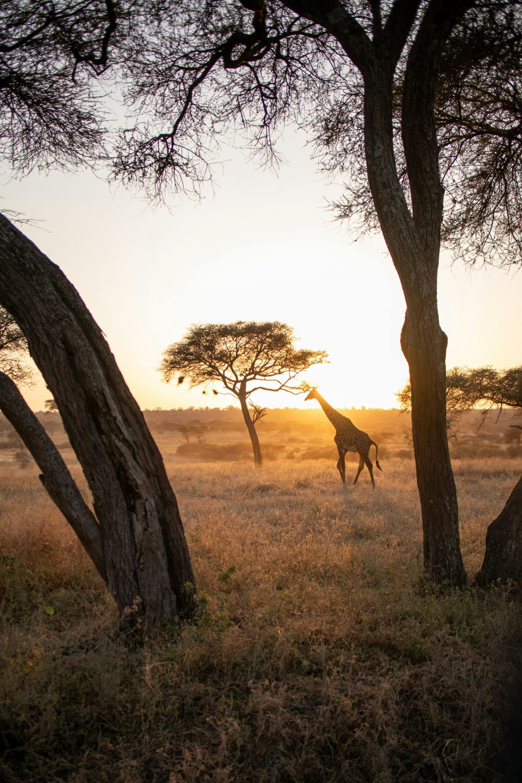 voyage Tanzanie safari Serengeti lion dans la savane