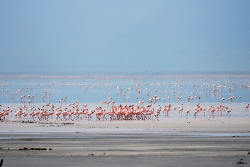flamingos in Lake Manyara National Park Tanzania-travel with la french