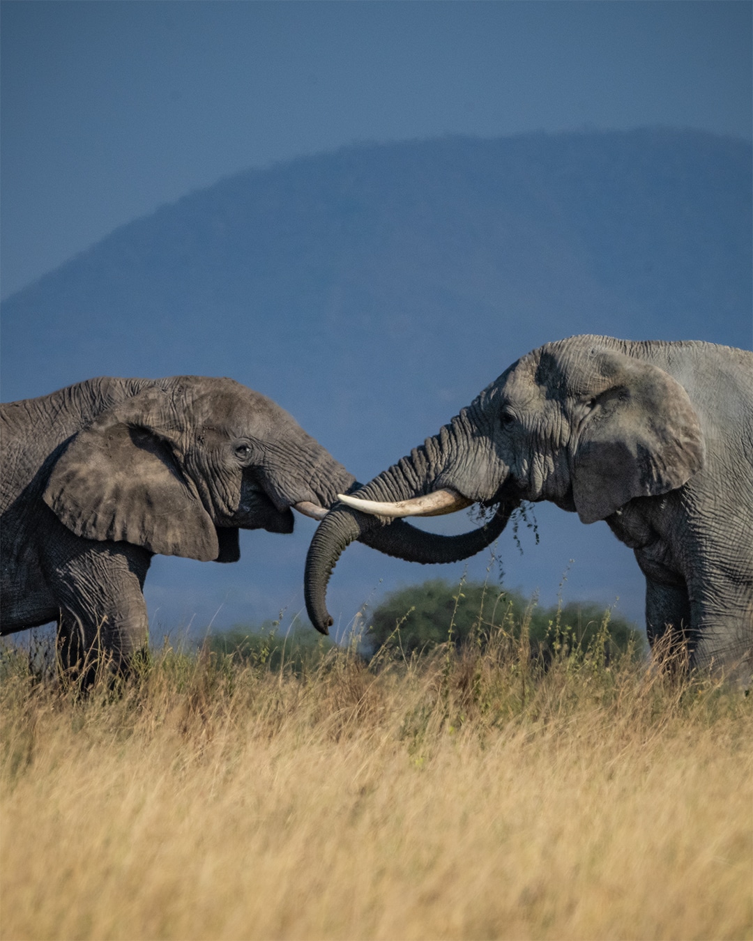 two elephants in Tanragire National Park Tanzania-travel with la french
