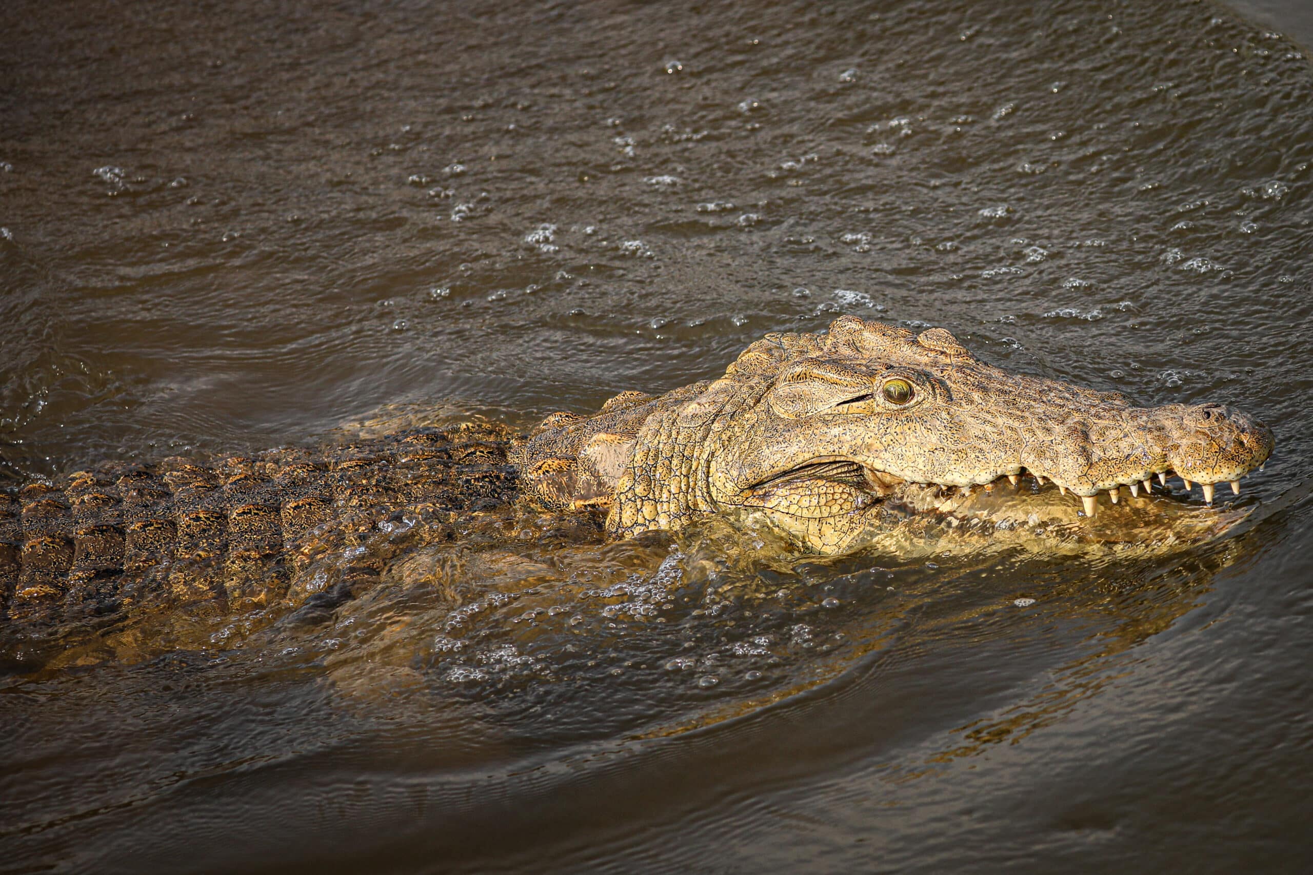 Crocodile in Zambia