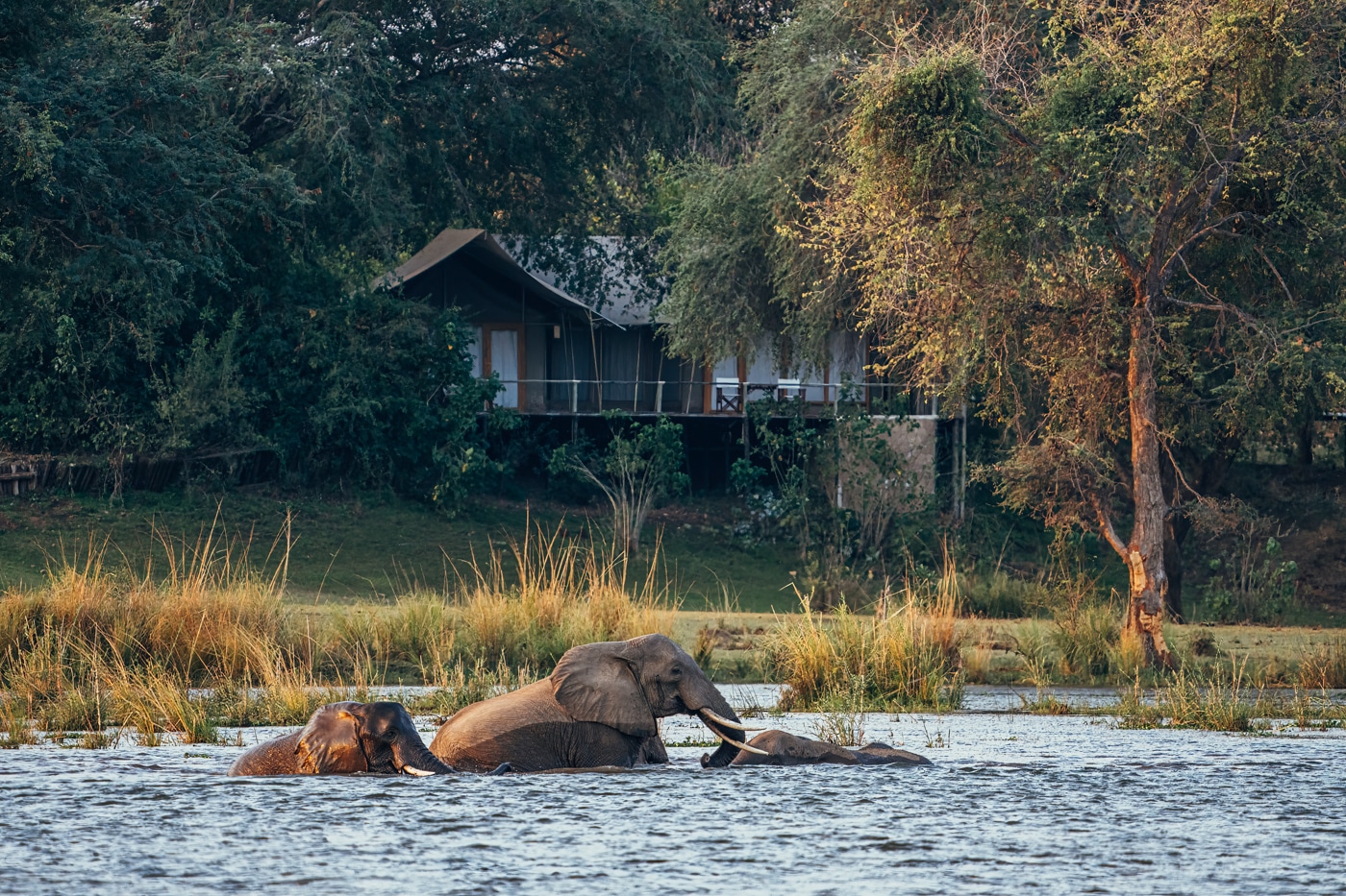 Elephants in water in Lower Zambezi National Park Zambia