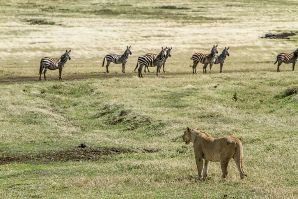 a lion and a herd of zebras in tanzania