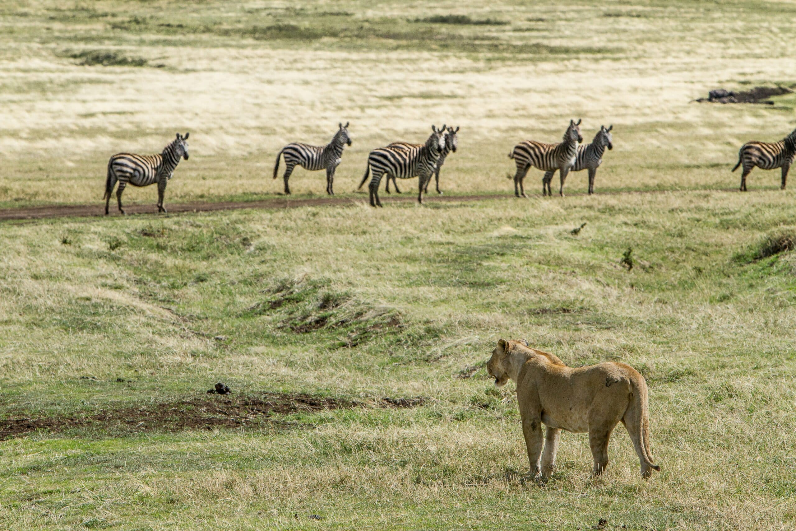 A lion and zebras in