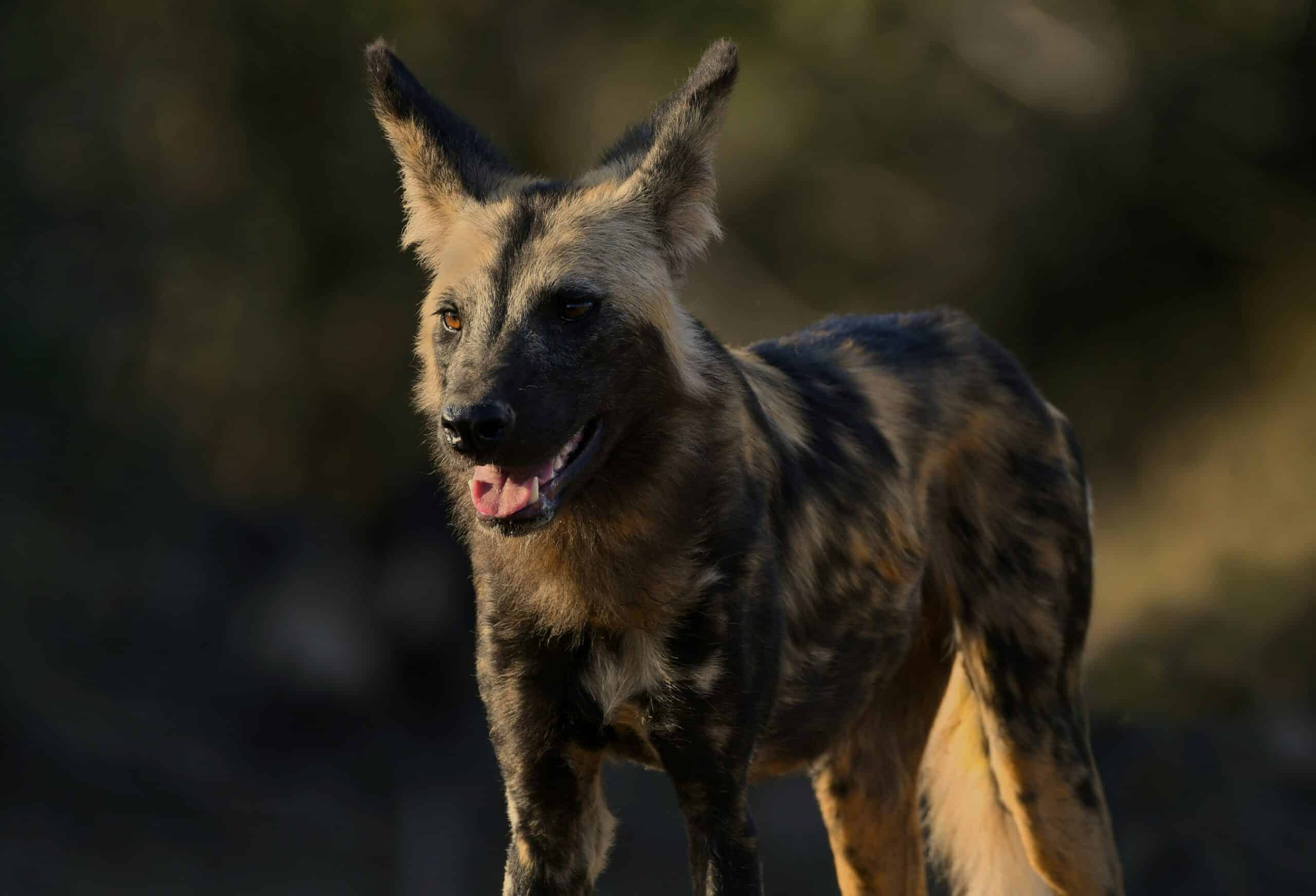A lycaon in Zambia