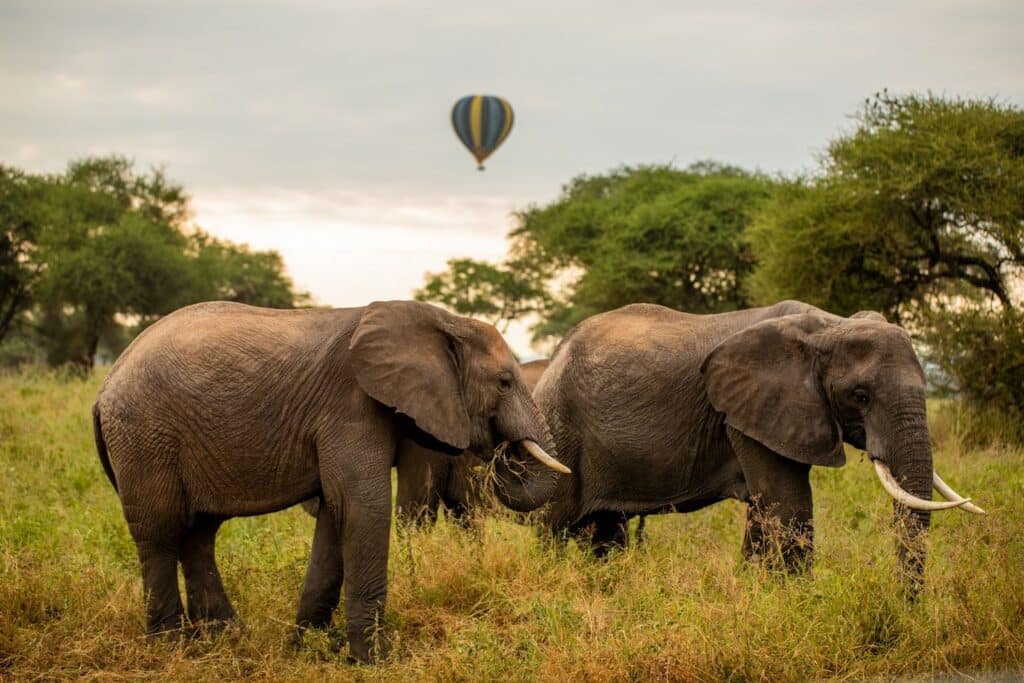 elephants in the middle of the bush in tanzania with a hot air ballon in the back_travel with la french