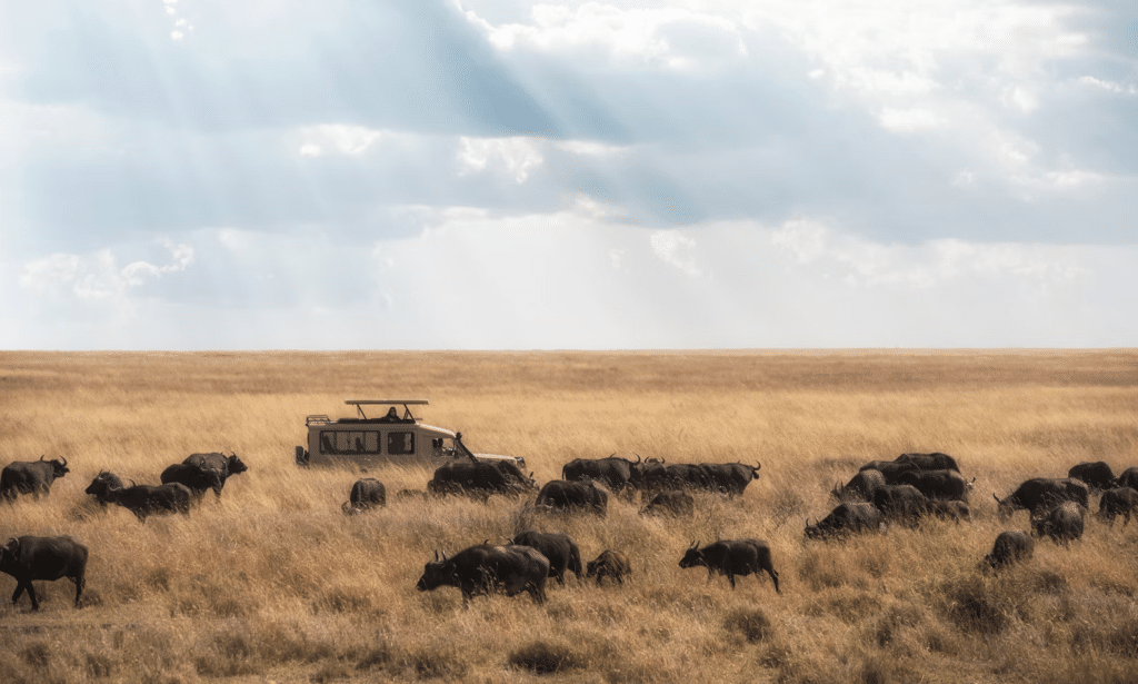 buffalo in the middle of the bush in Tanzania-travel with la french