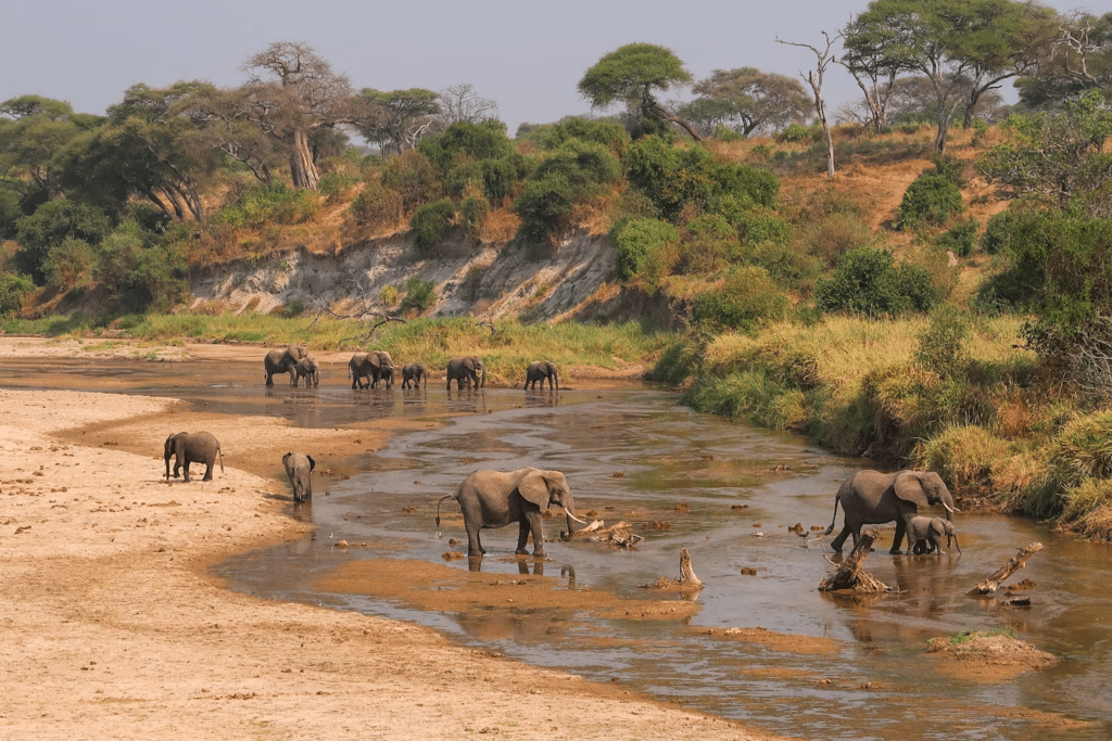 elephants in a river in Tarangire national park-travel with la french