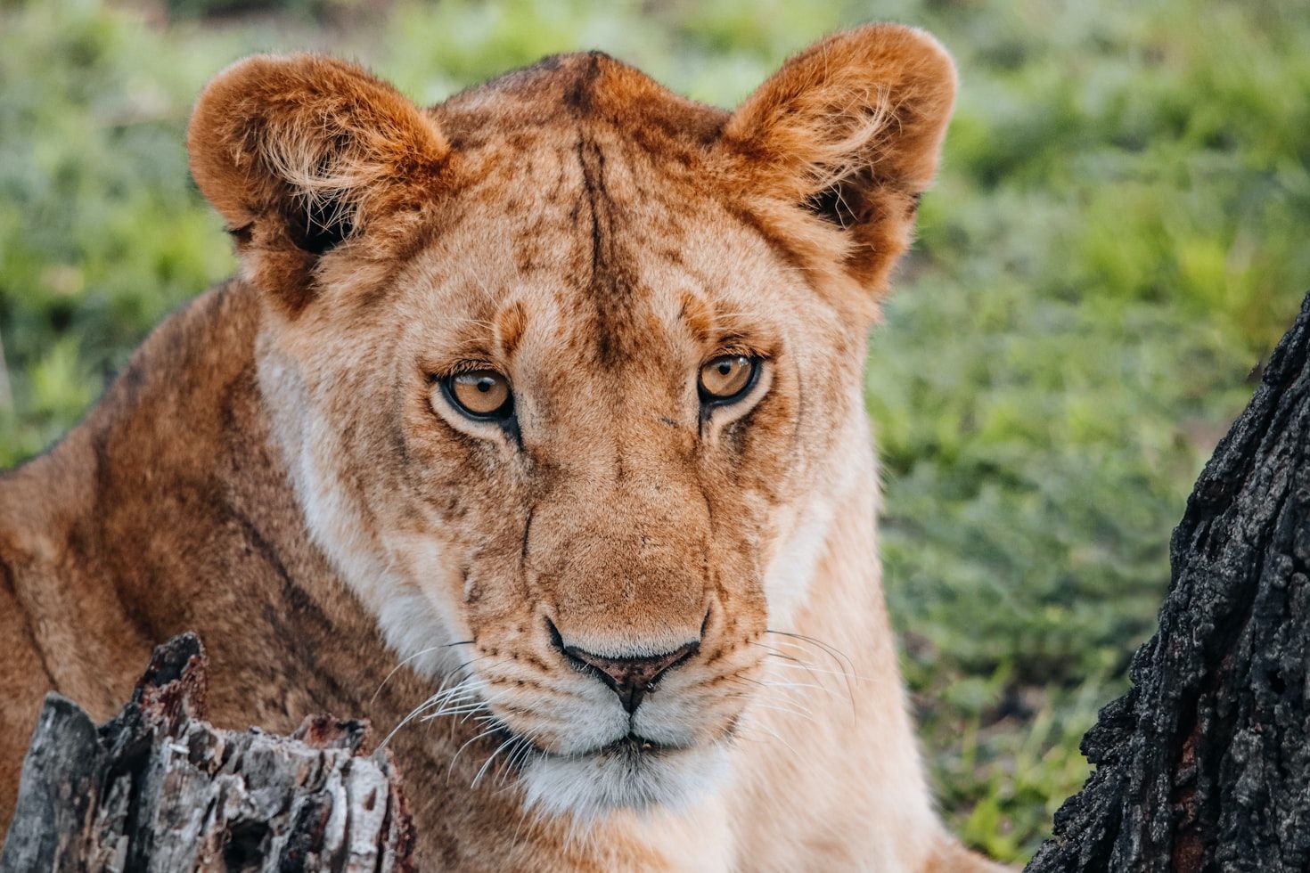 lion in the middle of the bush in tanzania_travel with la french