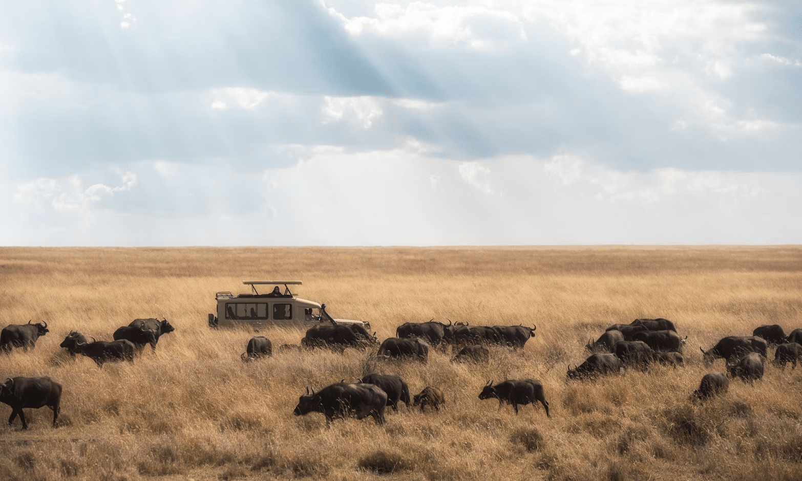 buffalo in the middle of the bush in Tanzania-travel with la french