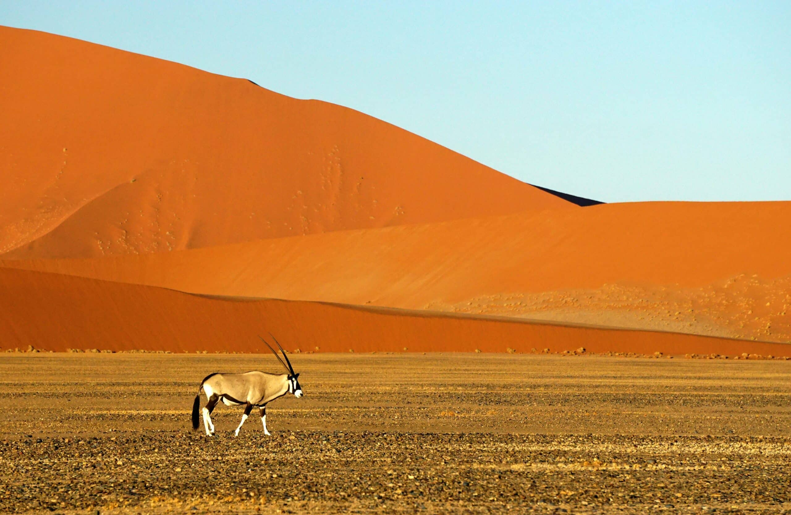 Voyage white and brown animal with antler on brown sand in Namib desert
