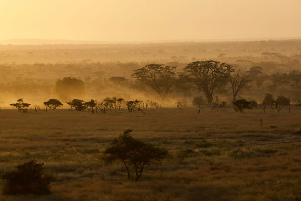 Brown bare trees on green grass field during sunrise in Serengeti National Park Tanzania