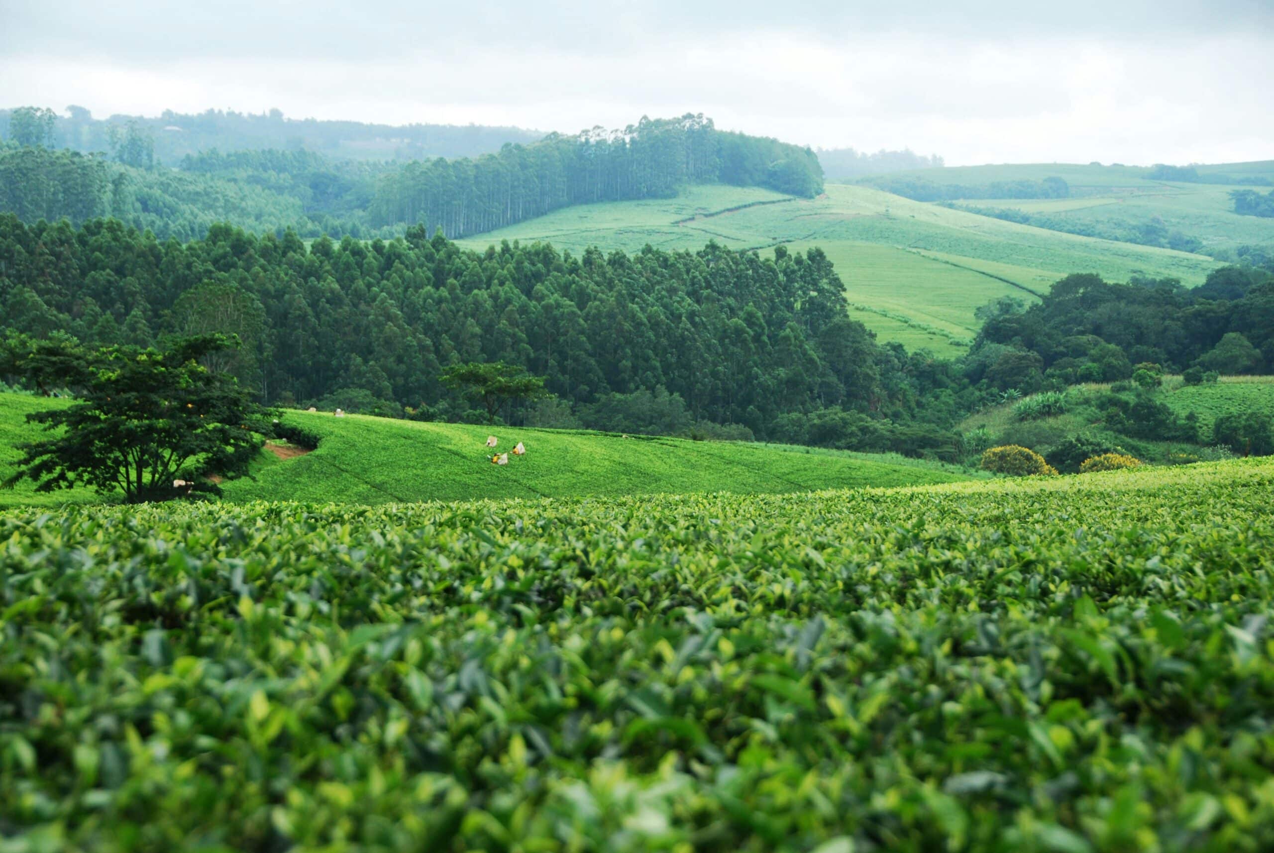 The view from Nyika Plateau, afrique australe