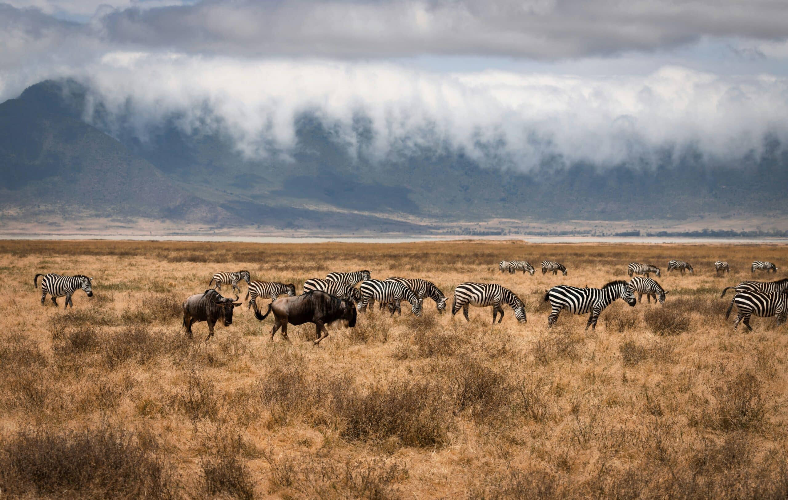 gnous and zebras in the Ngorongoro crater Tanzania-travel with la french