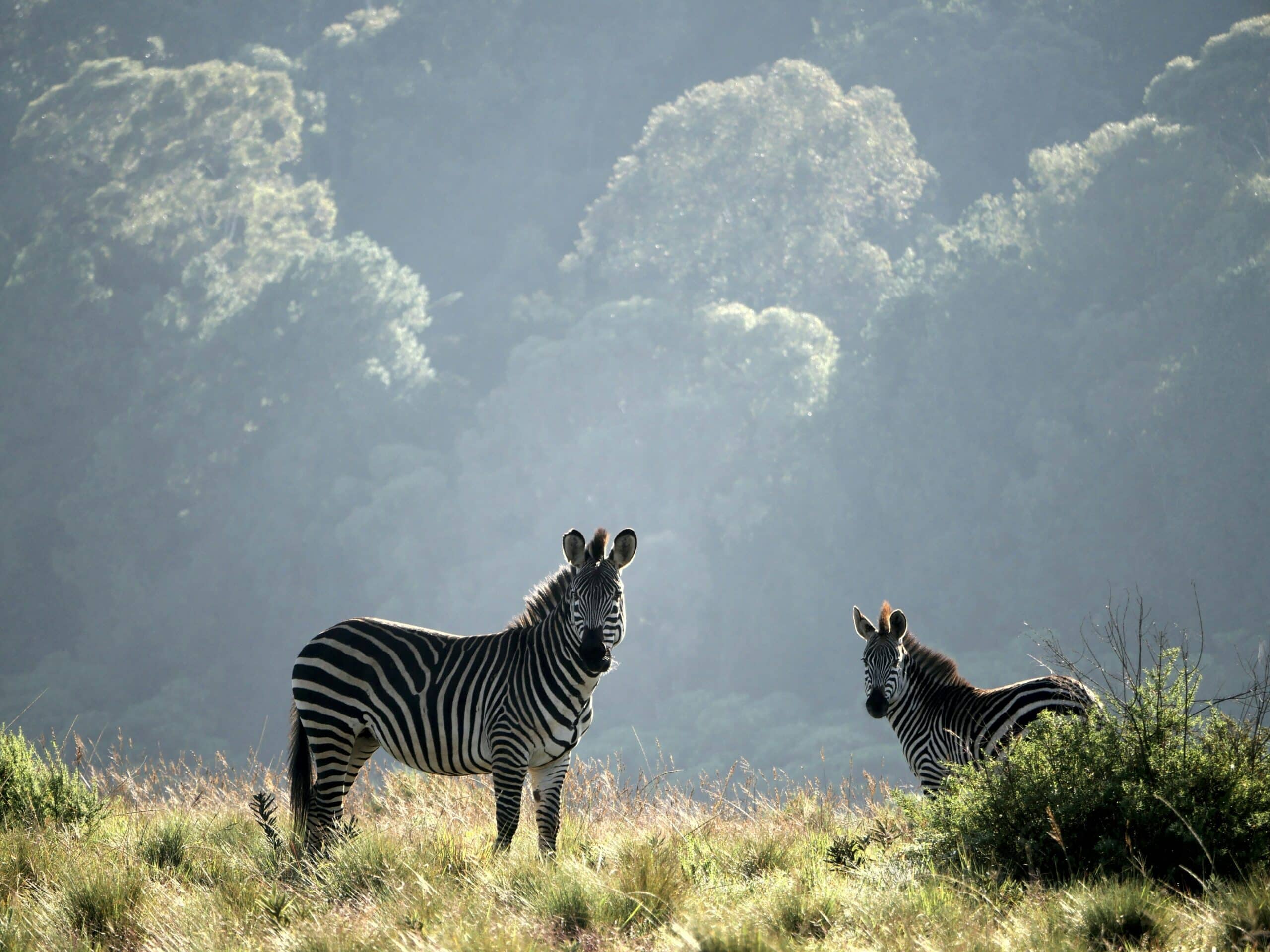 Zebras in the Liwonde National Park