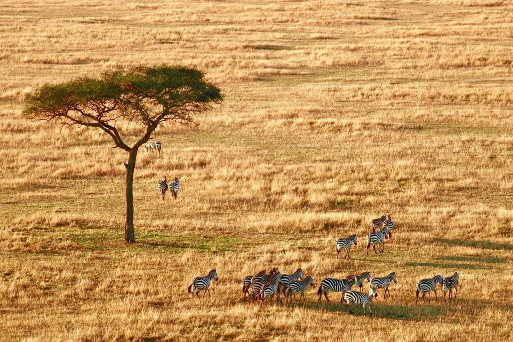A herd of zebras near a tree in Serengeti National Park
