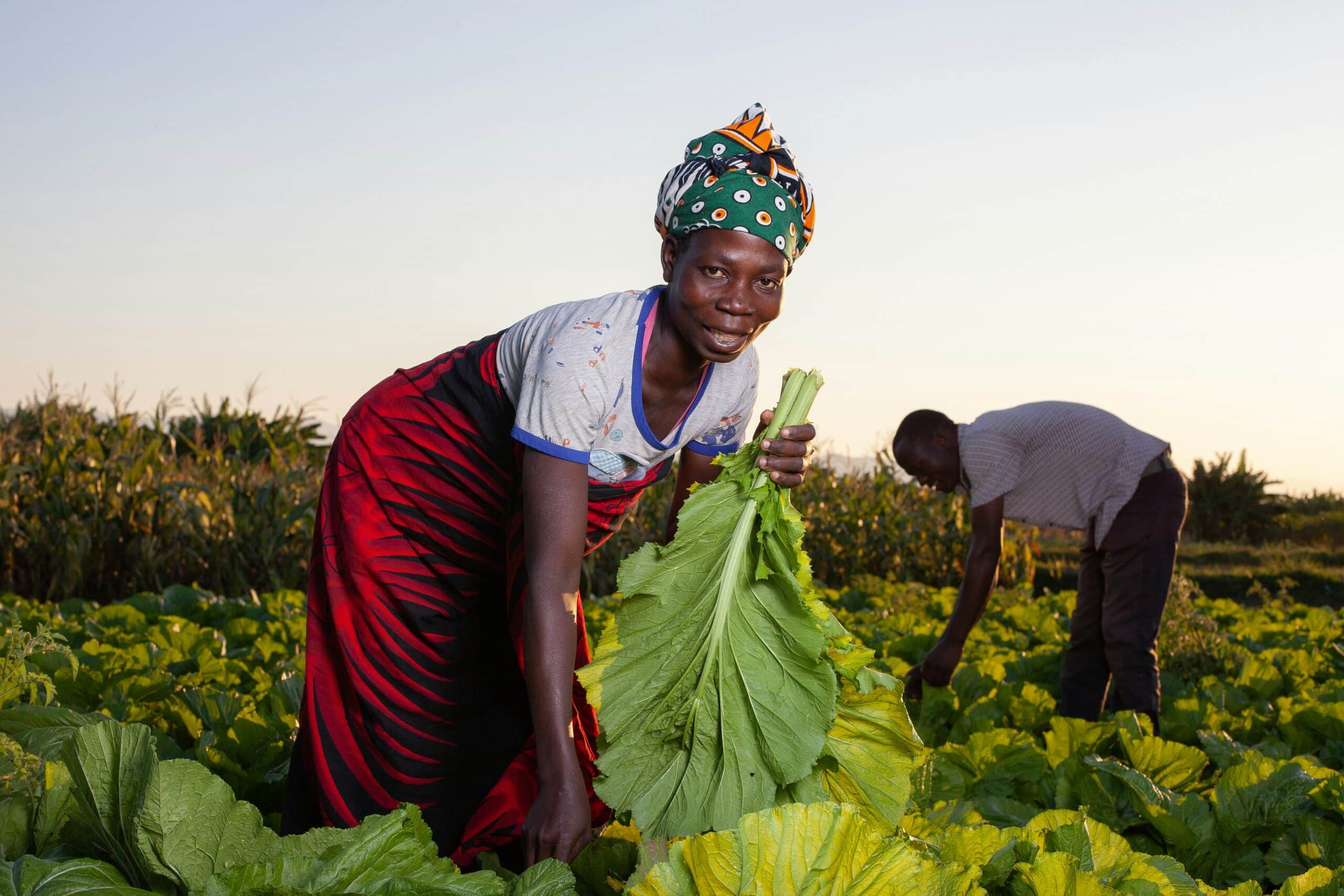 A malawite women working, afrique australe