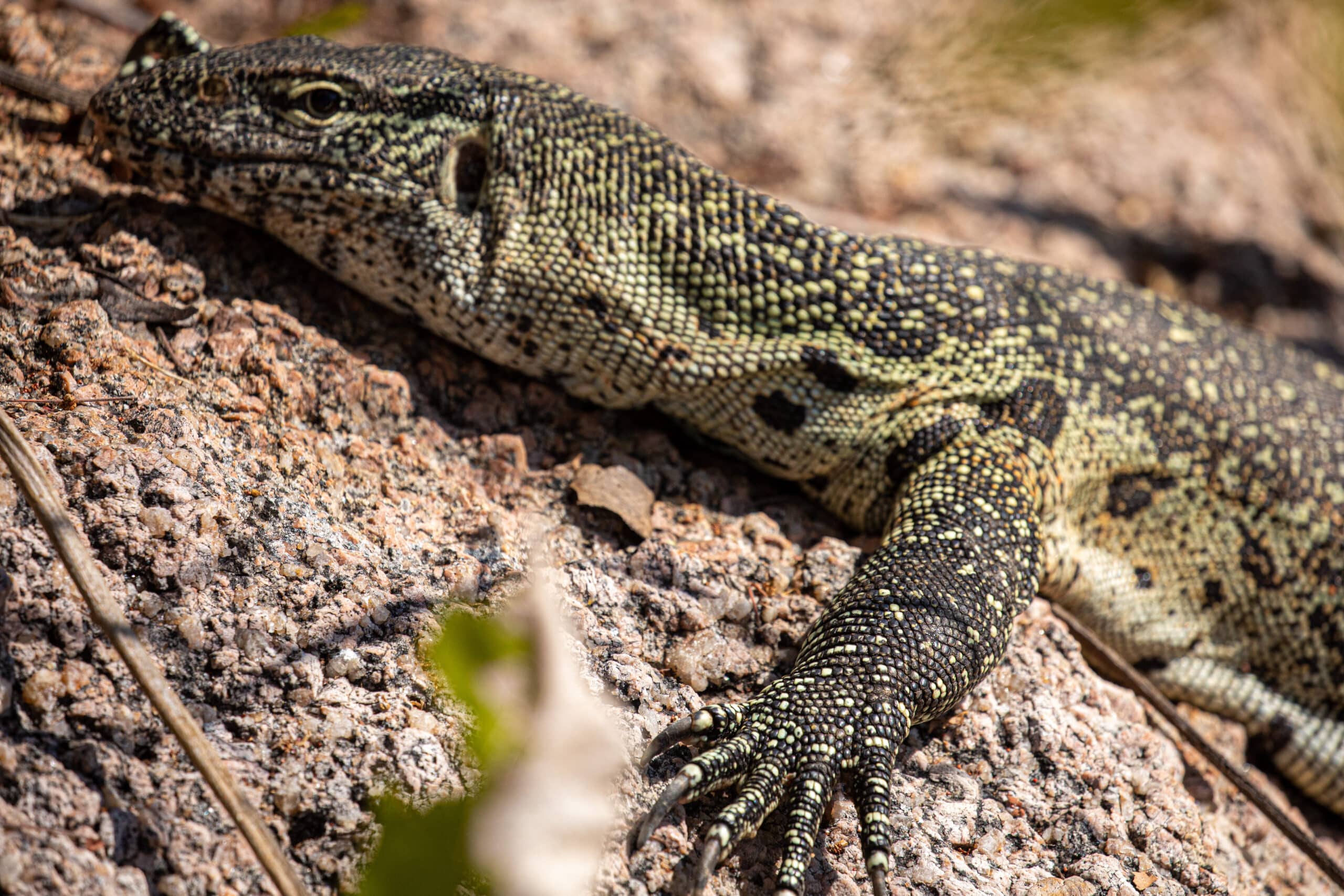 alt="lezard on a rock in mumbo island lake malawi-explore malawi highlights-travel with la french"