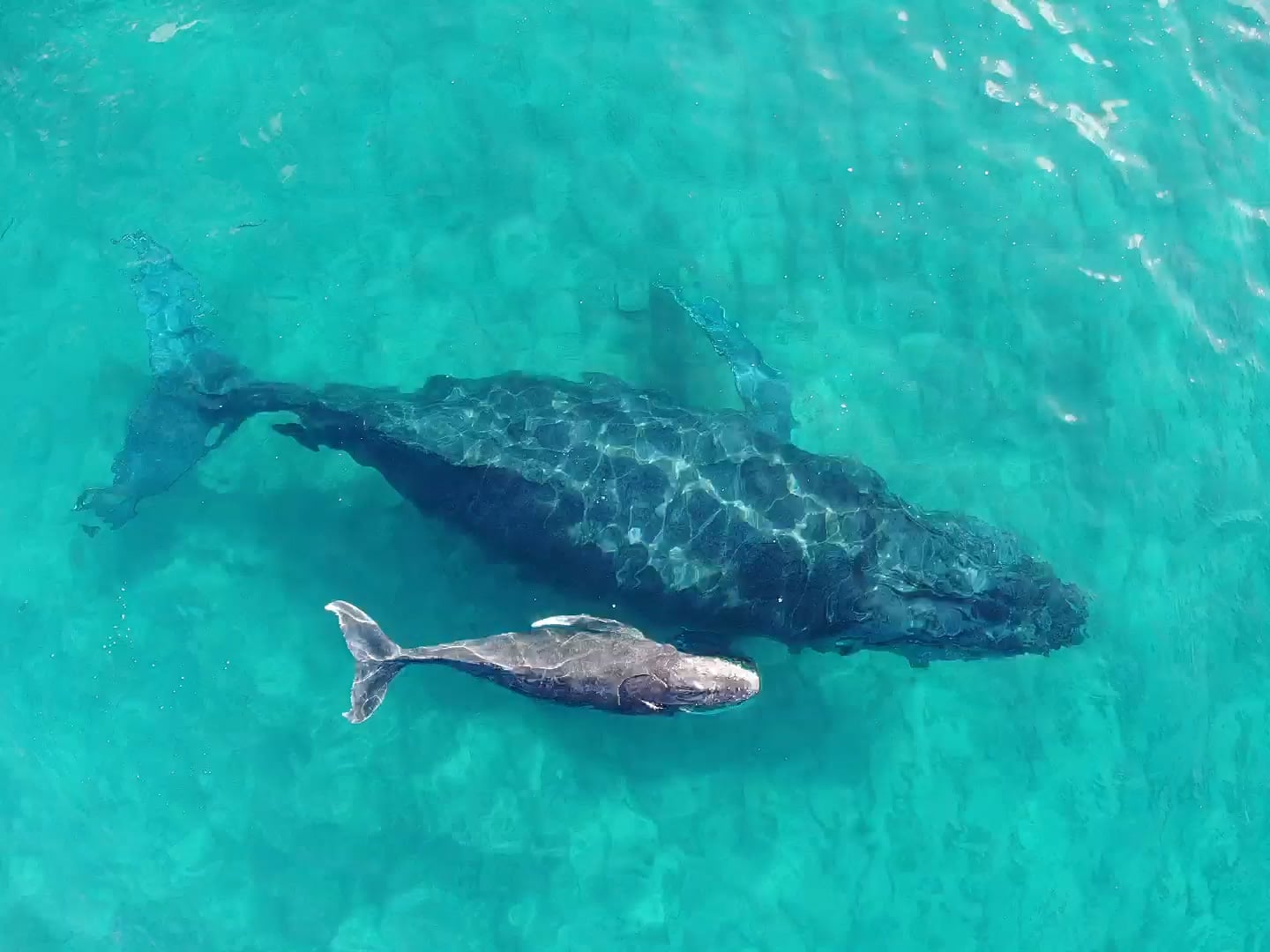 whales in mozambique