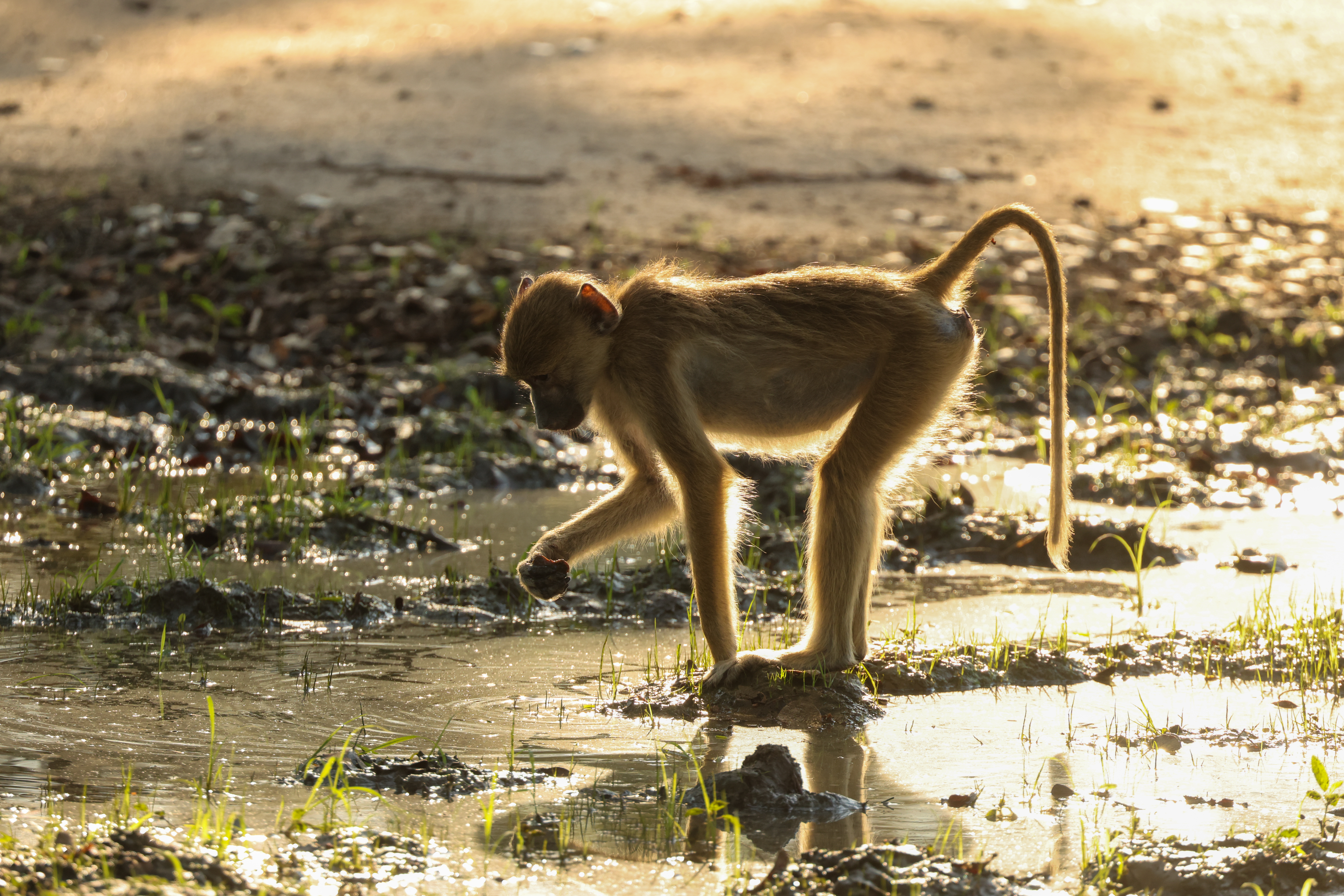 alt="baboon drinking water in liwonde national park-explore malawi highlights-travel with la french"