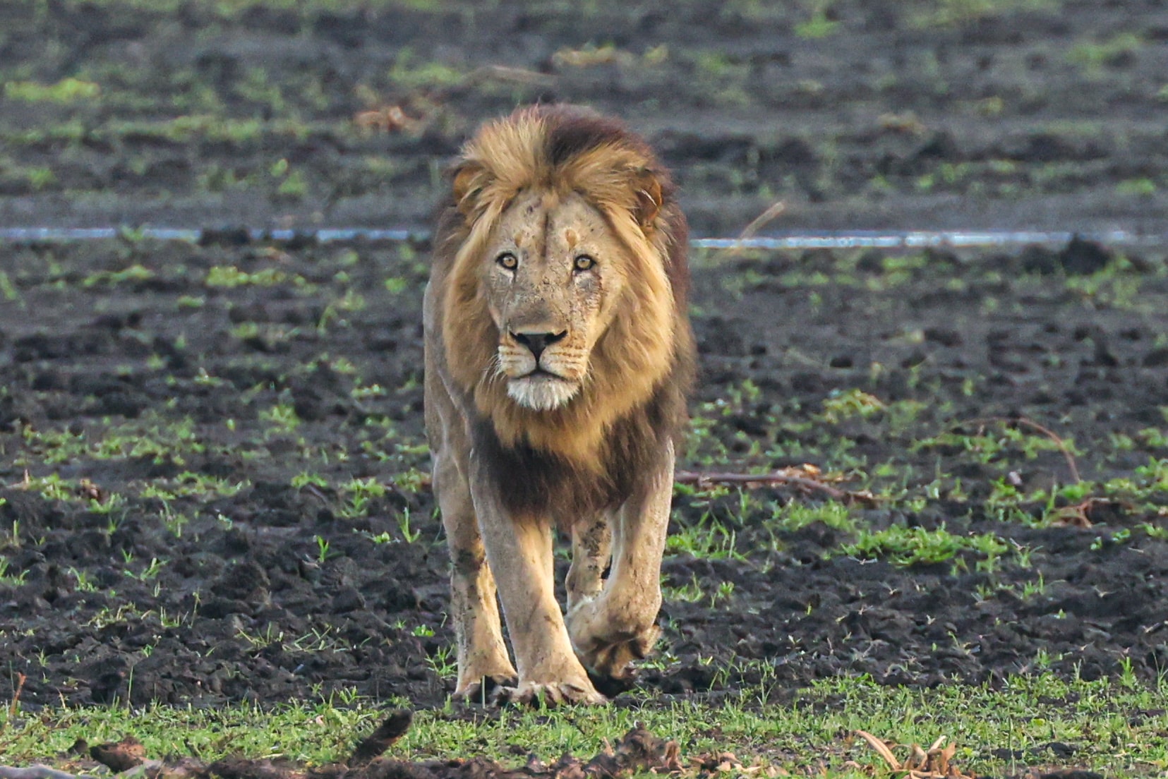 alt="lion walking in liwonde national park-explore malawi highlights-travel with la french"