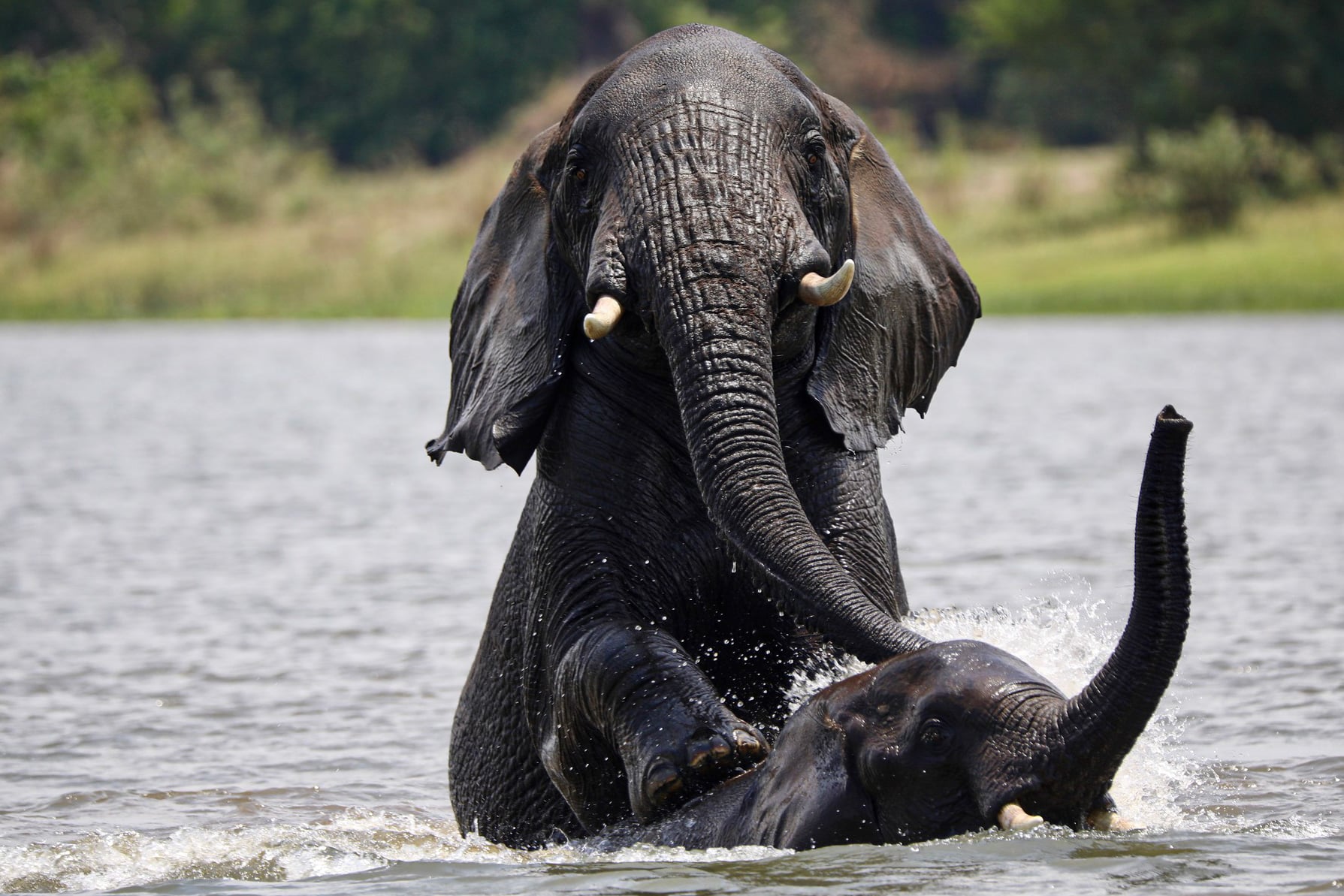 alt="elephants playing in water in liwonde national park-explore malawi highlights-travel with la french"