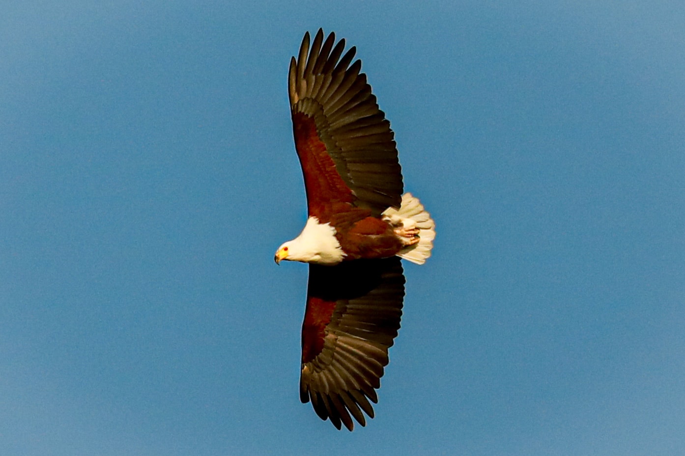 alt="african eagle flying above the lake malawi-explore malawi highlights-travel with la french"