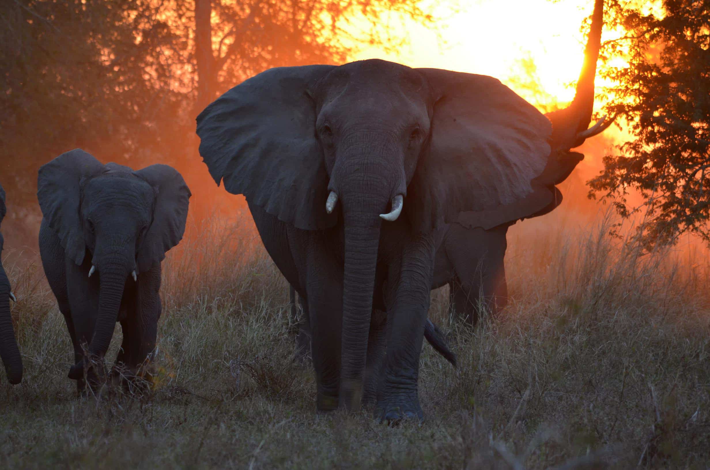 An elephant in Gorongosa national park in Mozambique