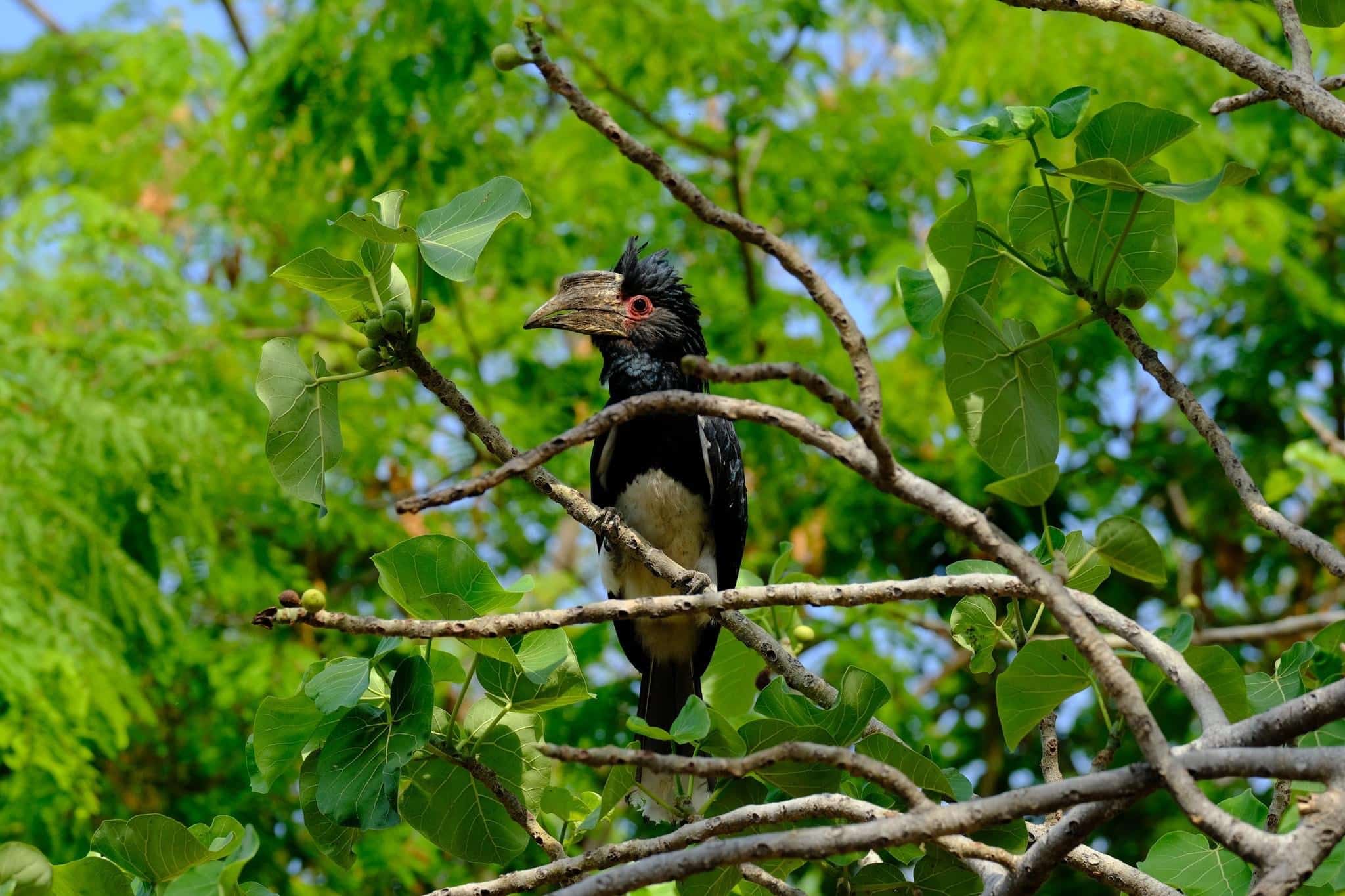 alt="african parrot in lake malawi-explore malawi highlights-travel with la french"