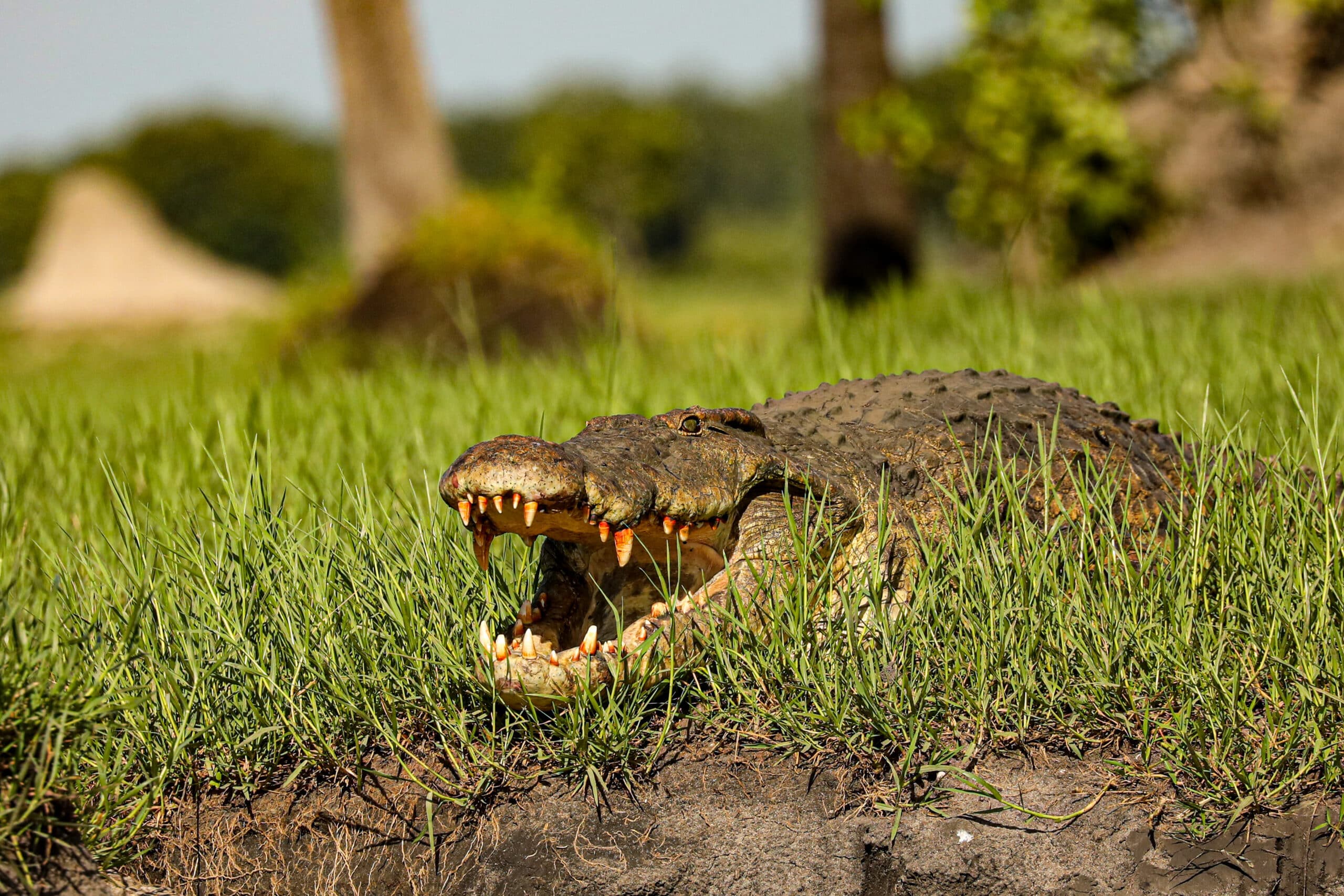 alt="crocodile in liwonde national park-explore malawi highlights-travel with la french"