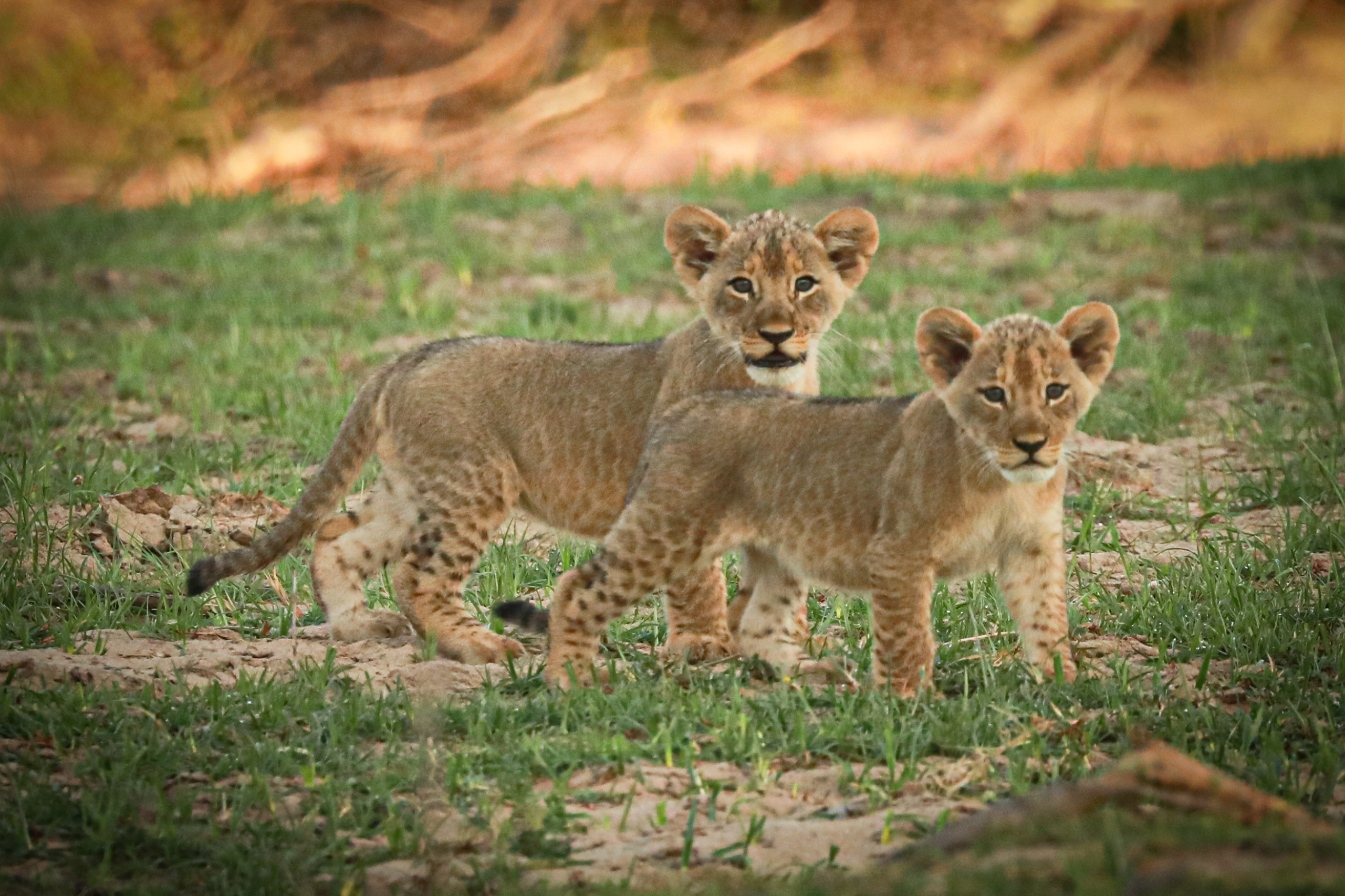 alt="lion cubs in liwonde national park-explore malawi highlights-travel with la french"