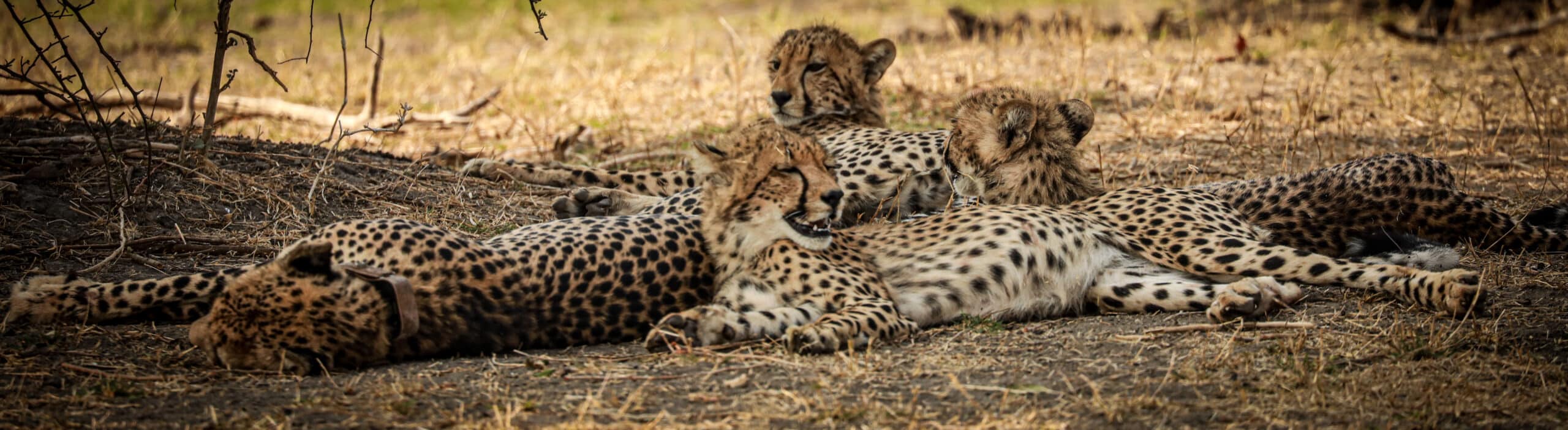 alt="family of cheetahs in liwonde national park-explore malawi highlights-travel with la french"