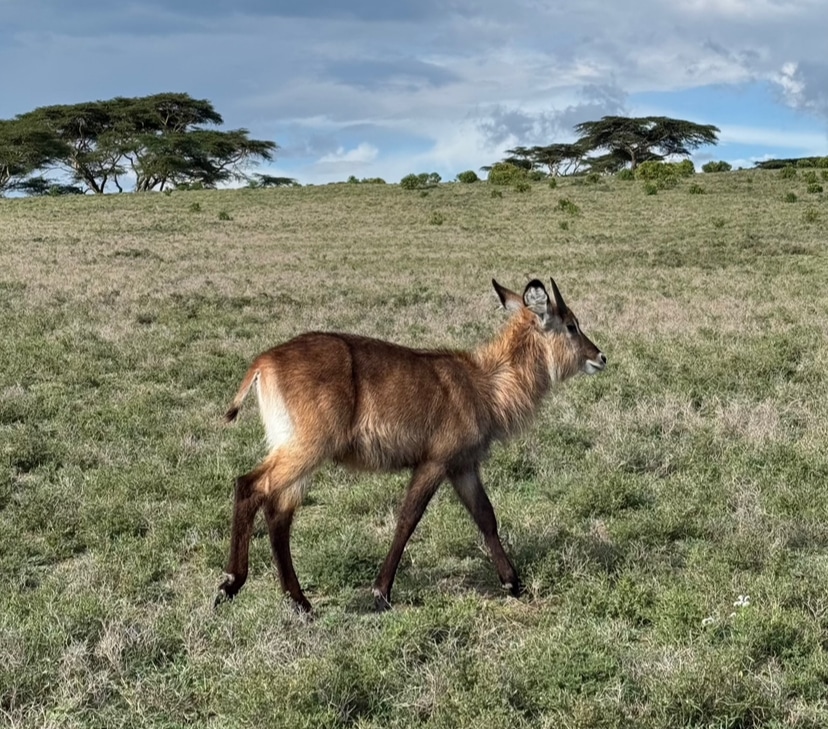 Crescent Island - Lake Navaisha in Kenya