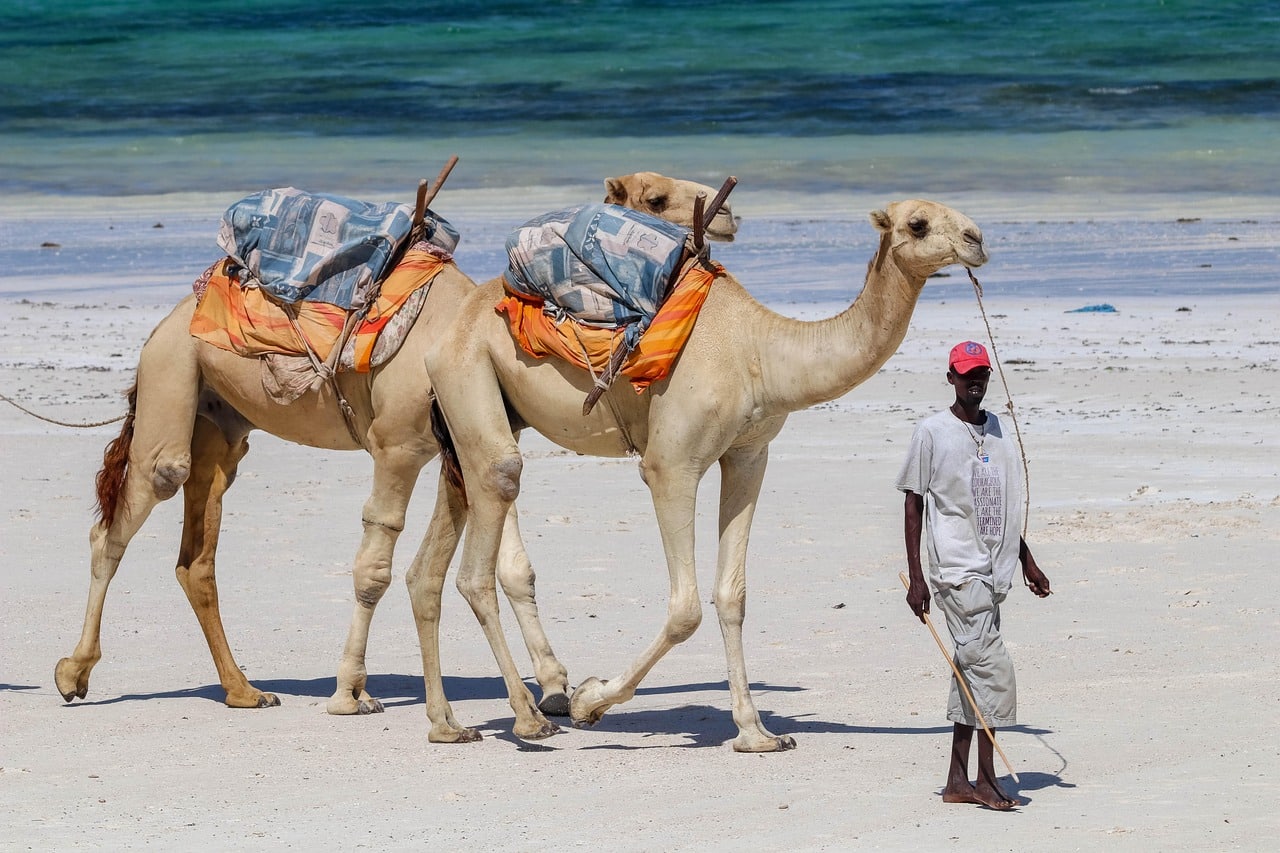 camels on the beach-explore-kenya-travel with la french