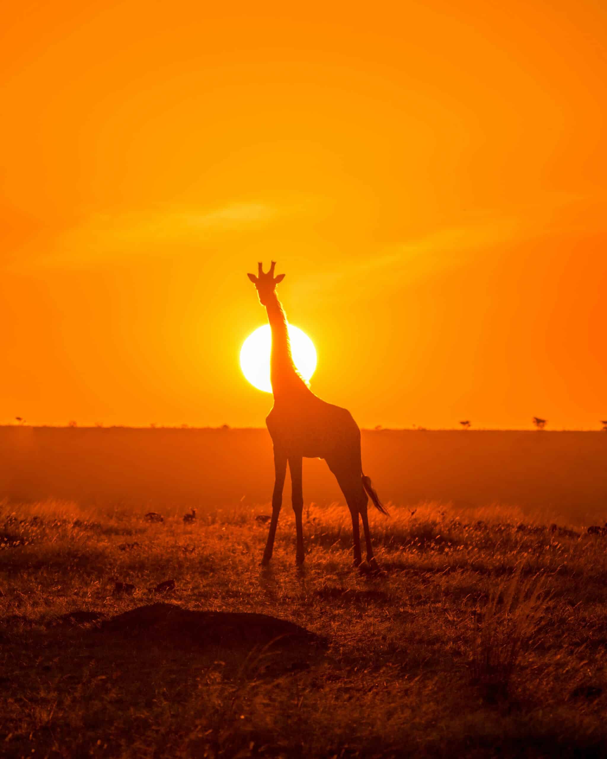 giraffe at sunset in the bush-kenya-travel with la french