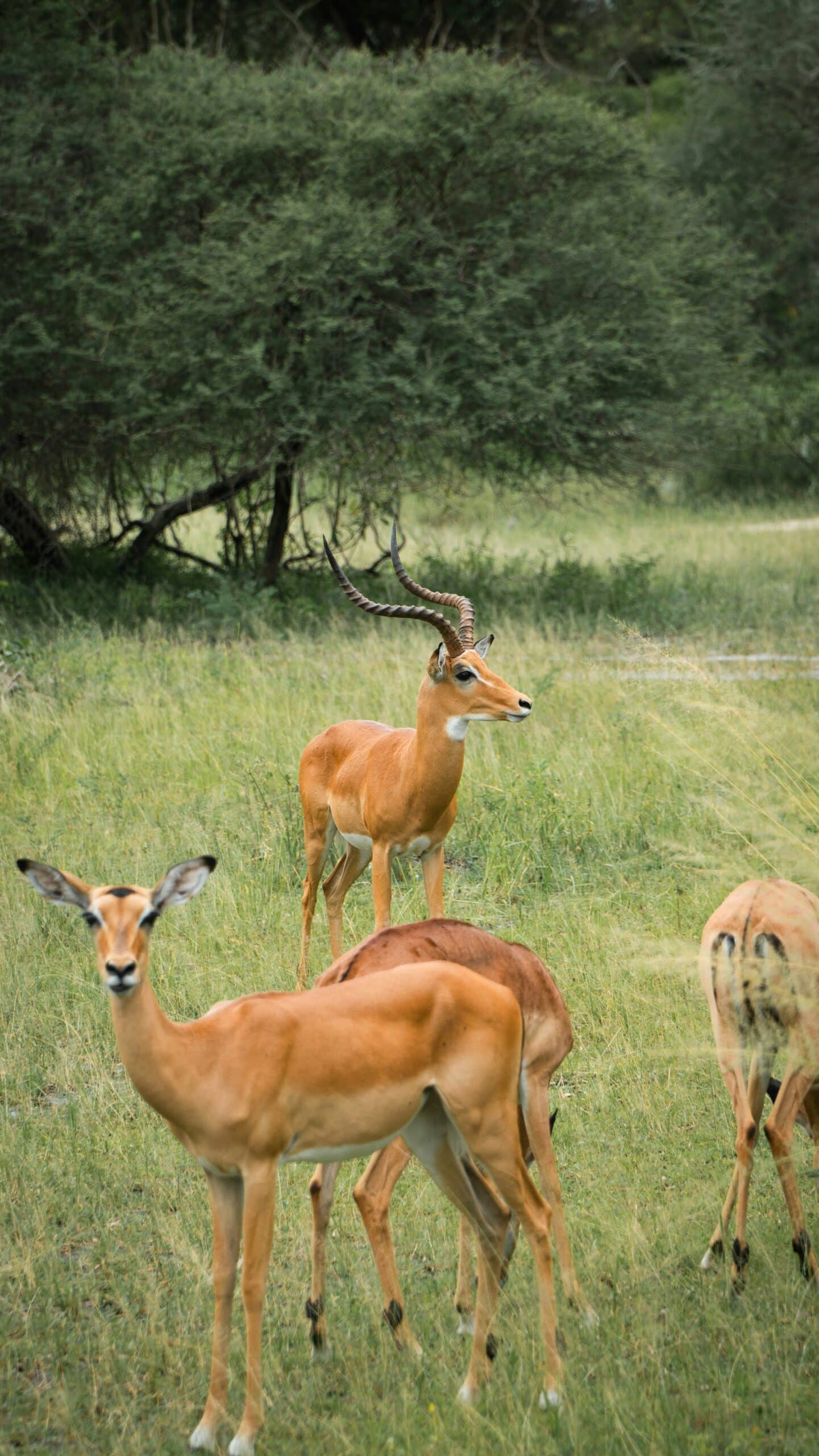 impalas at buffalo springs reserve-kenya-travel with la french