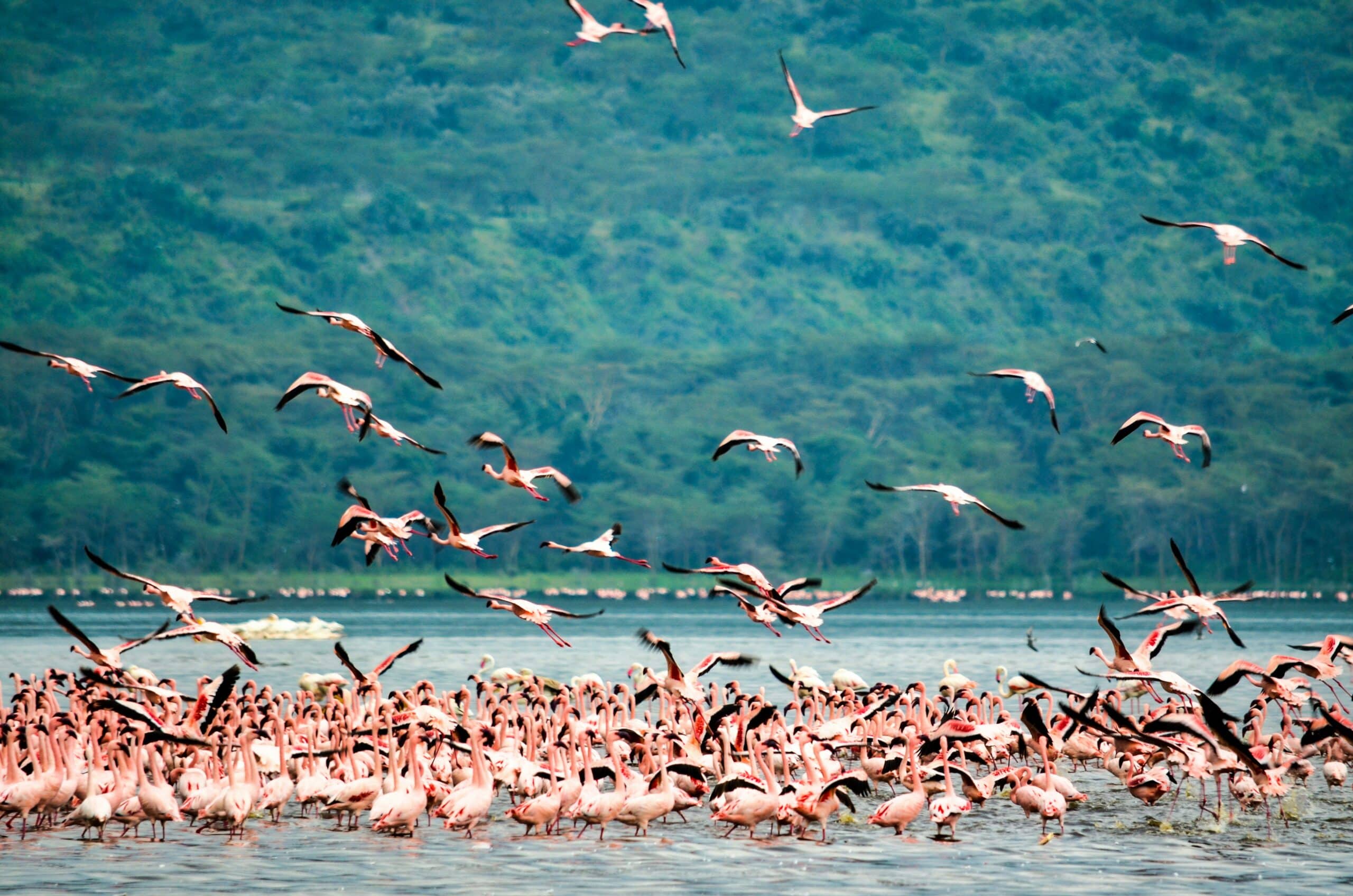 flamingos in lake navaisha-explore-kenay-travel with la french