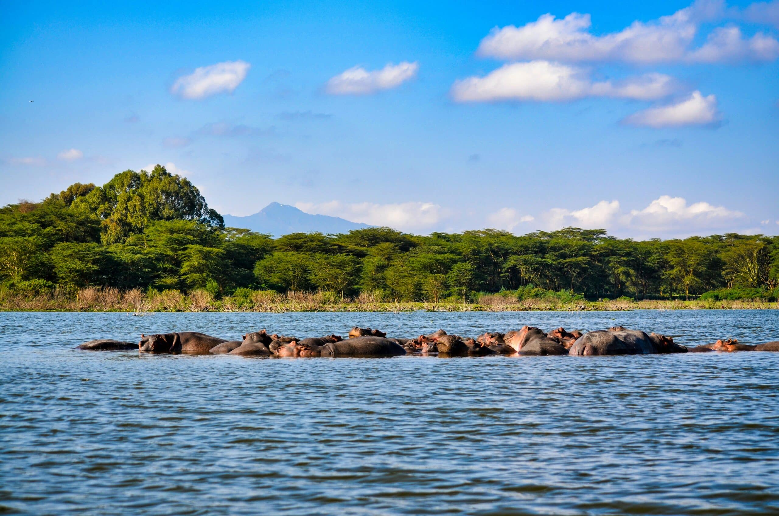 hippos in lake nakuru-kenya-travel with la french