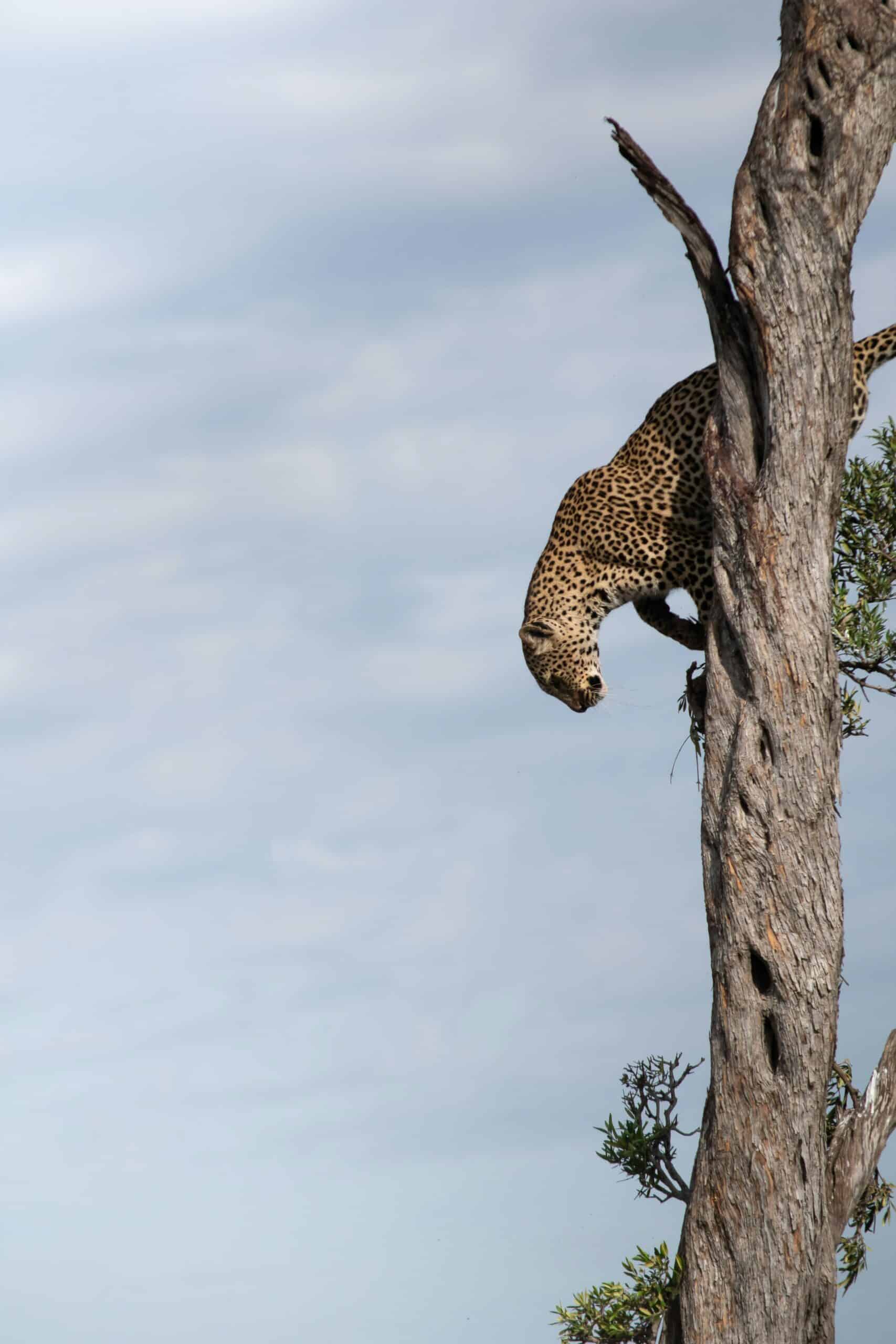 leopard climbing on a tree-kenya-travel with la french