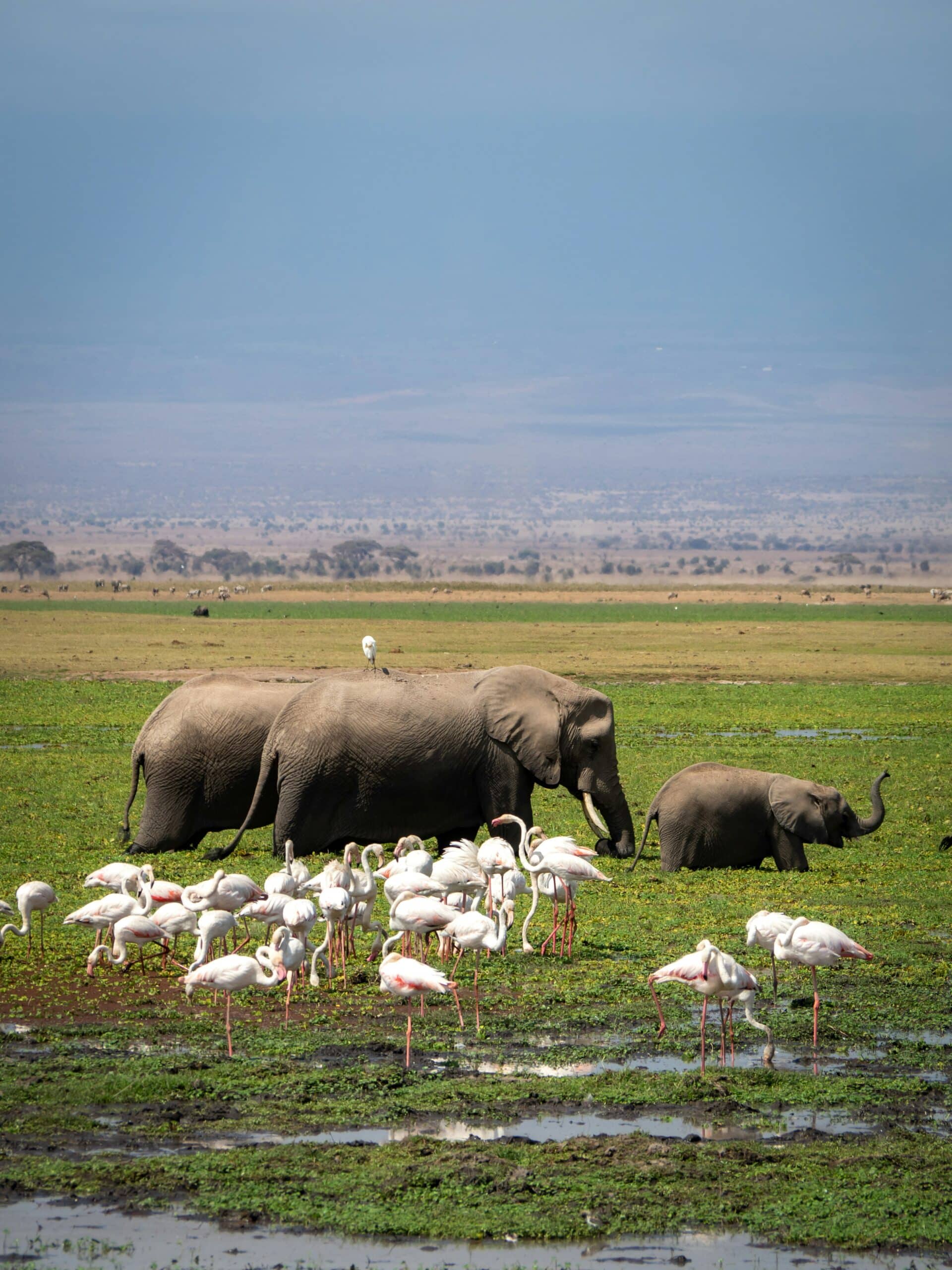 elephants and flamingos at amboseli national park-kenya-travel with la french