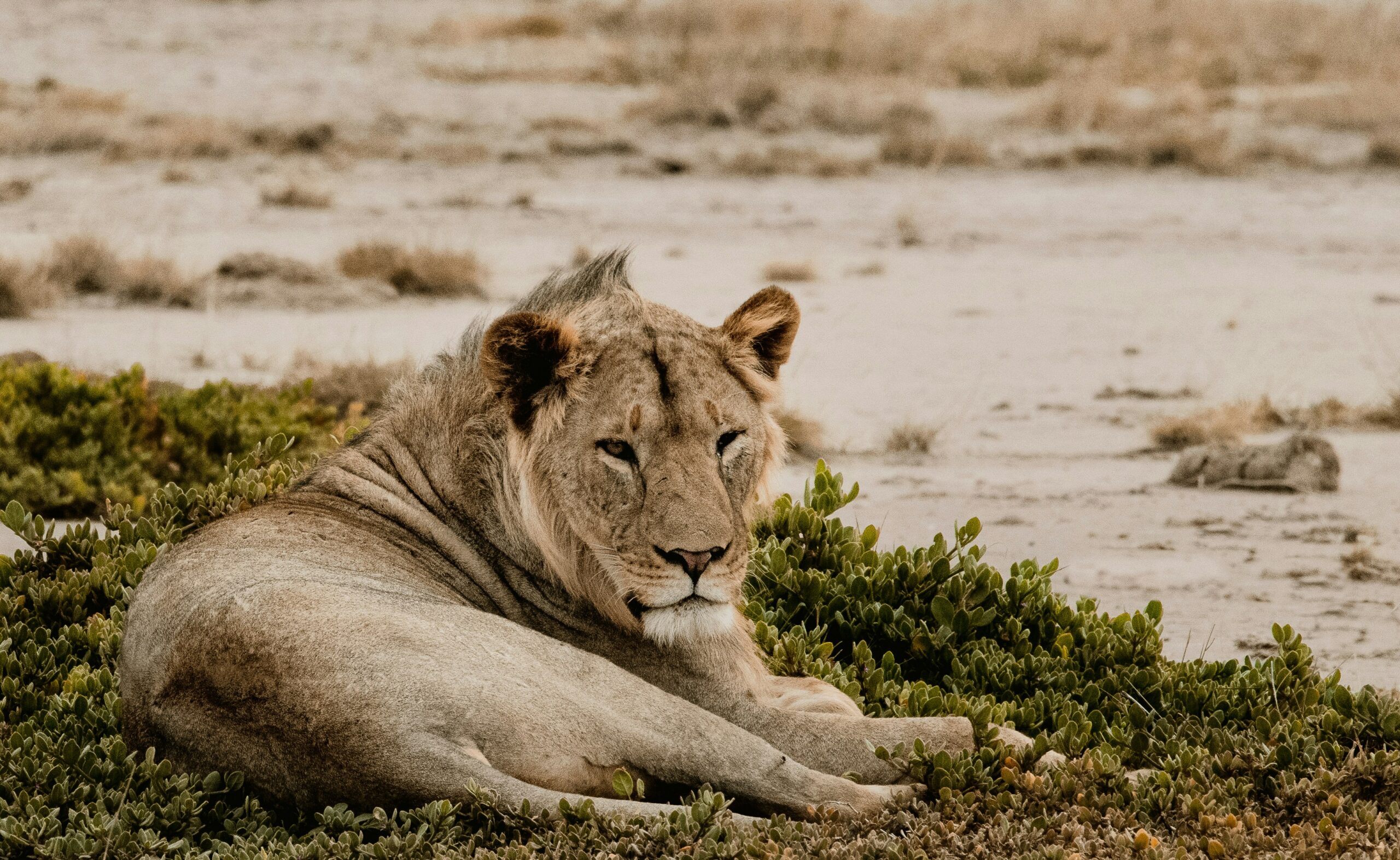 lion in meru national park-kenya-travel with la french