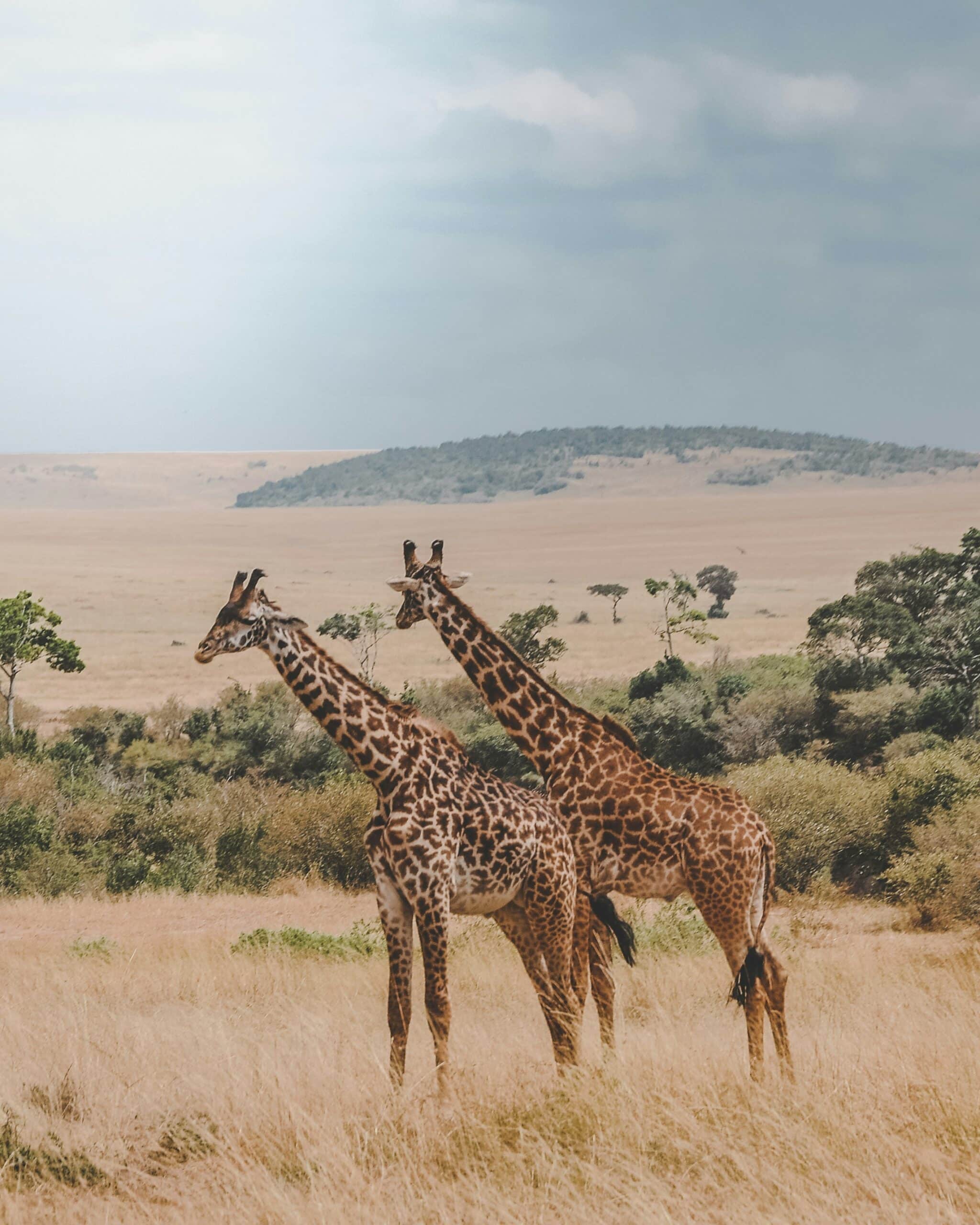 giraffes in the bush- explore-kenya-travel with la french